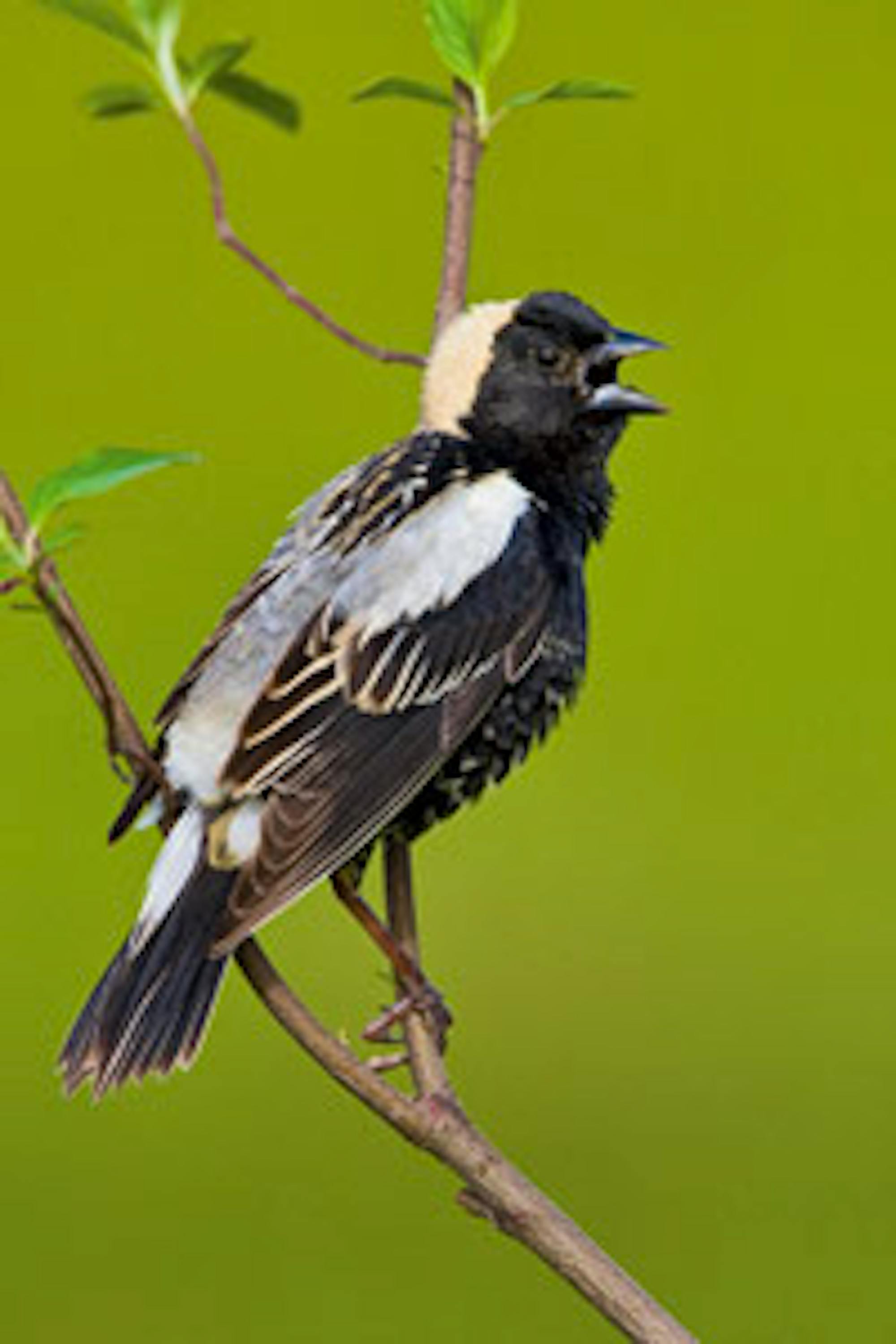 Bobolink