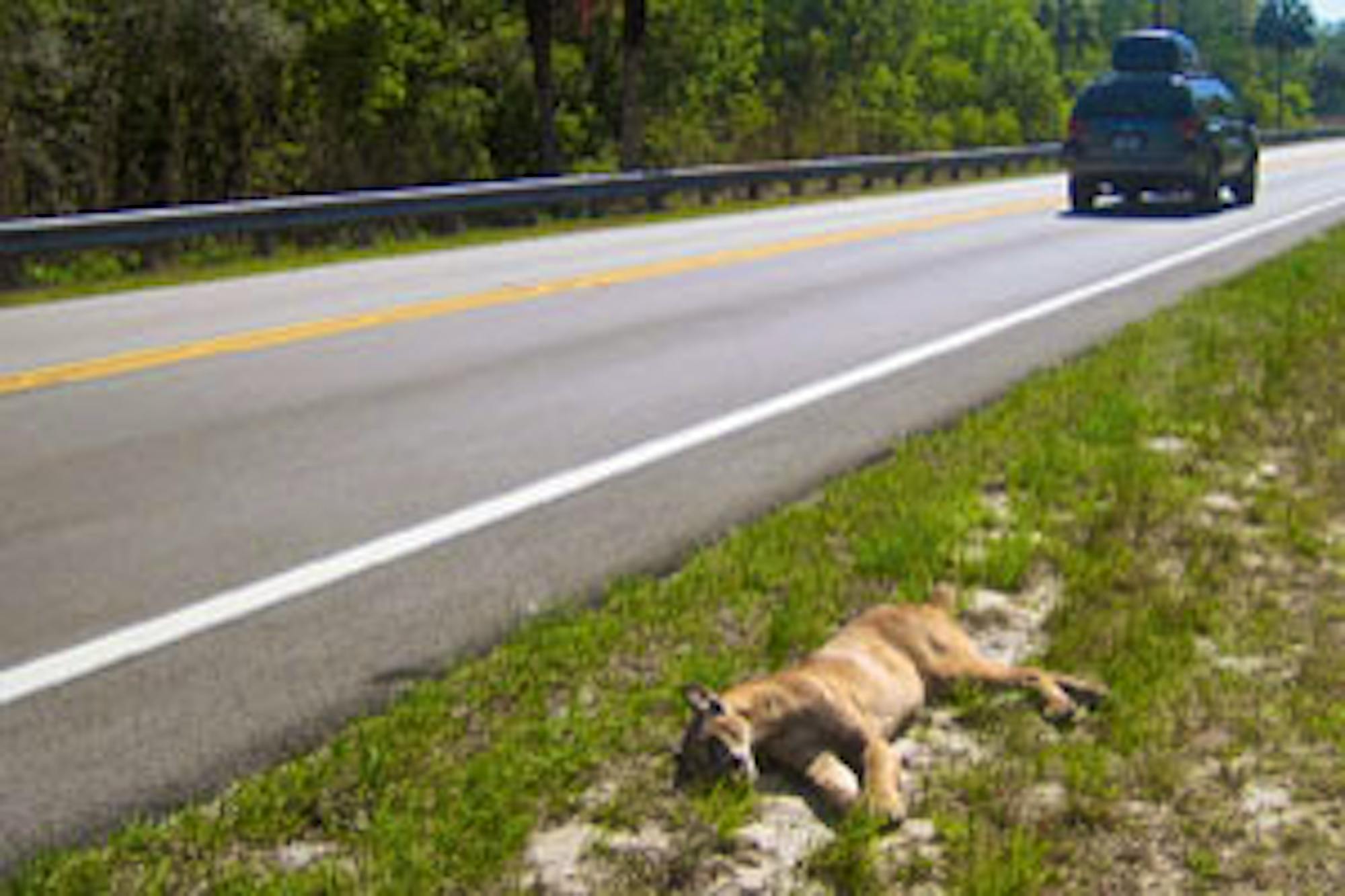 florida panther