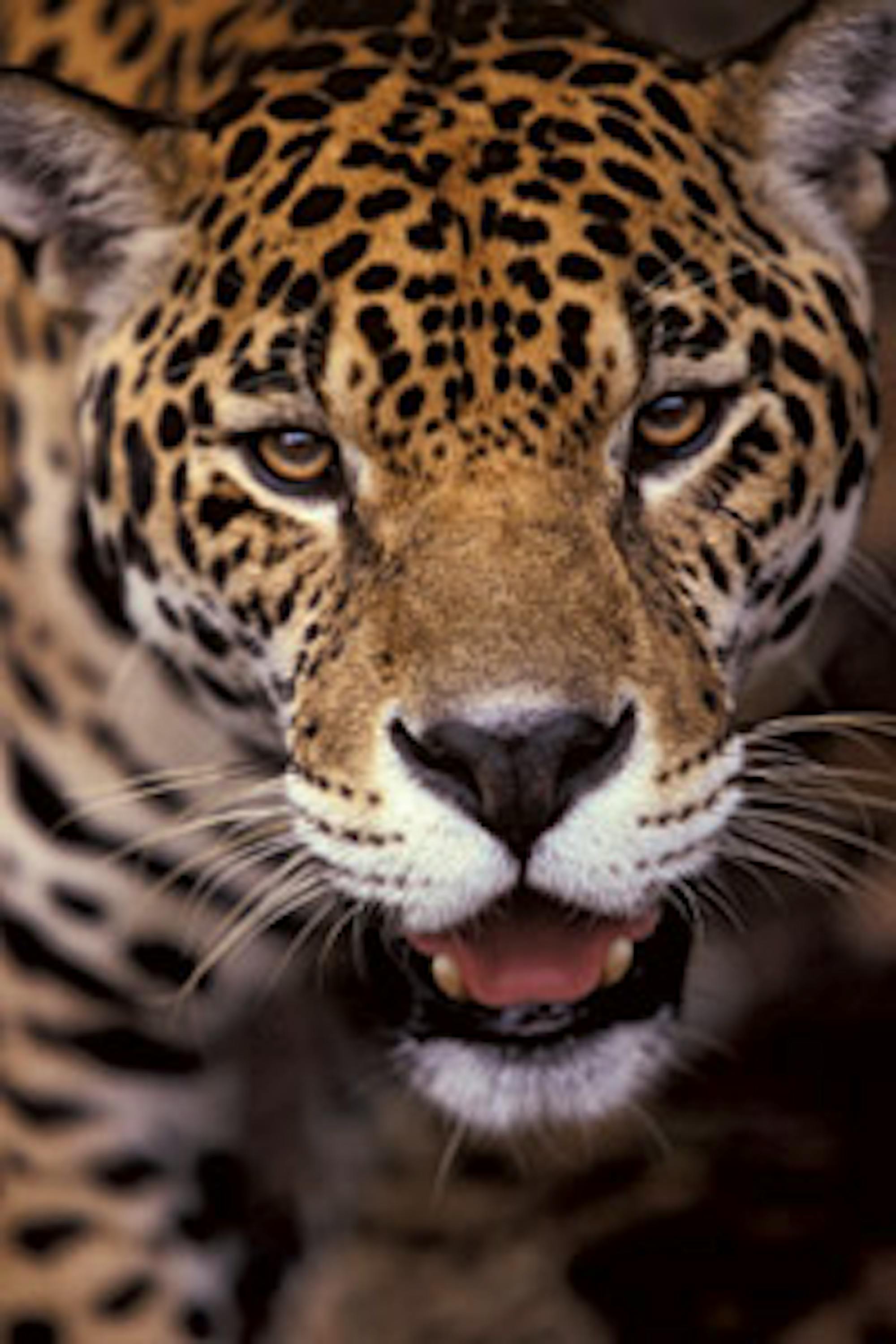 jaguar