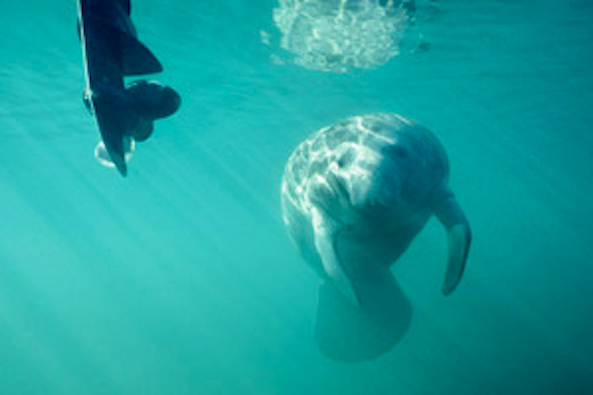 manatee