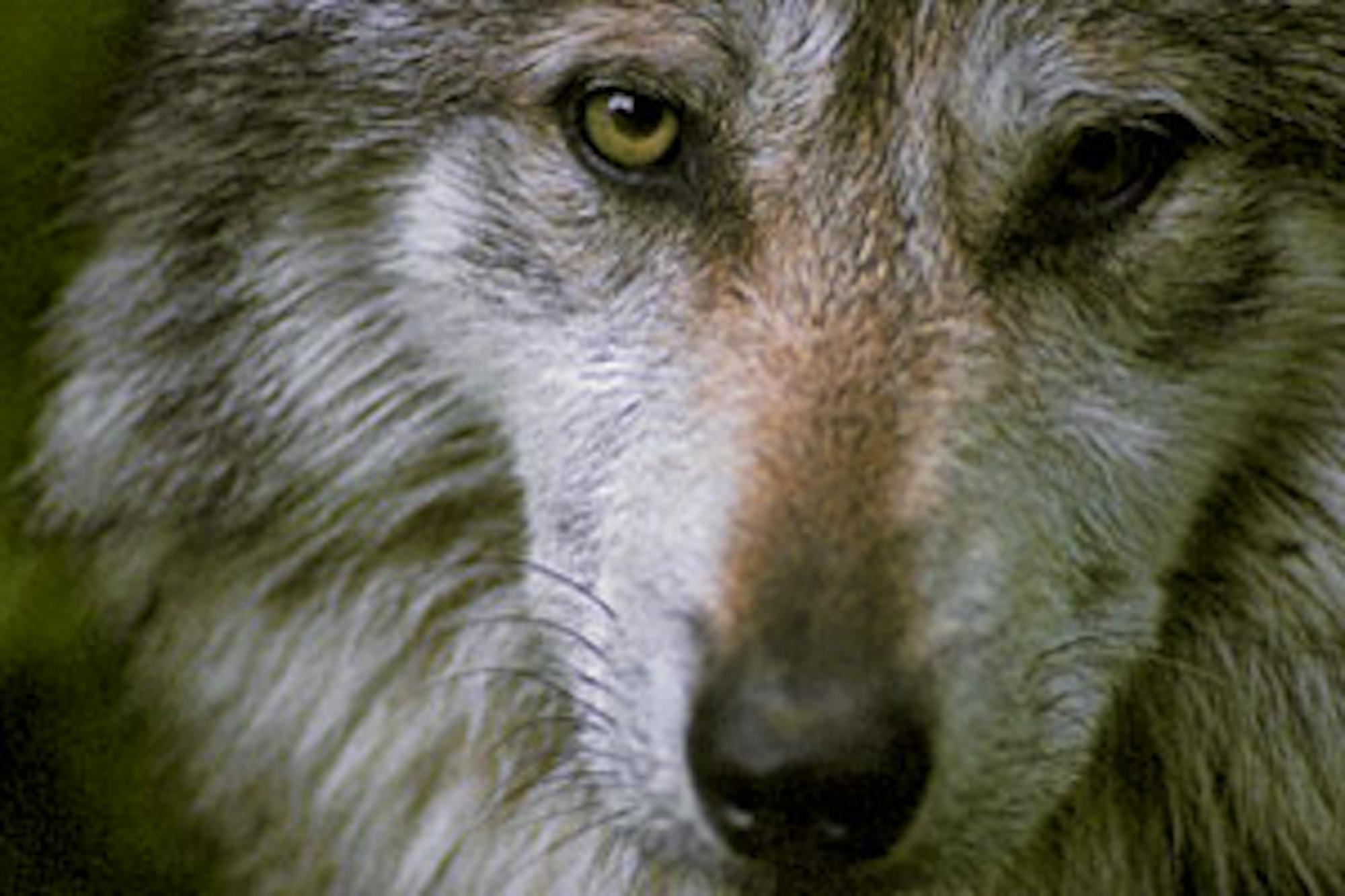 mexican gray wolf