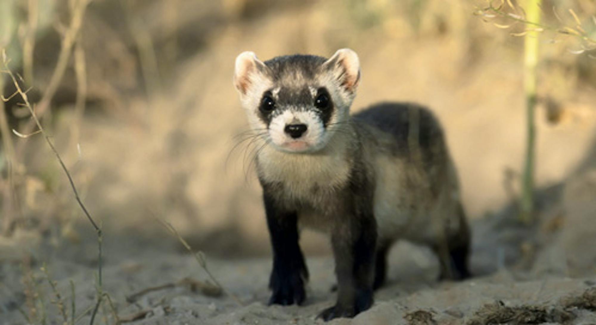 black-footed ferret