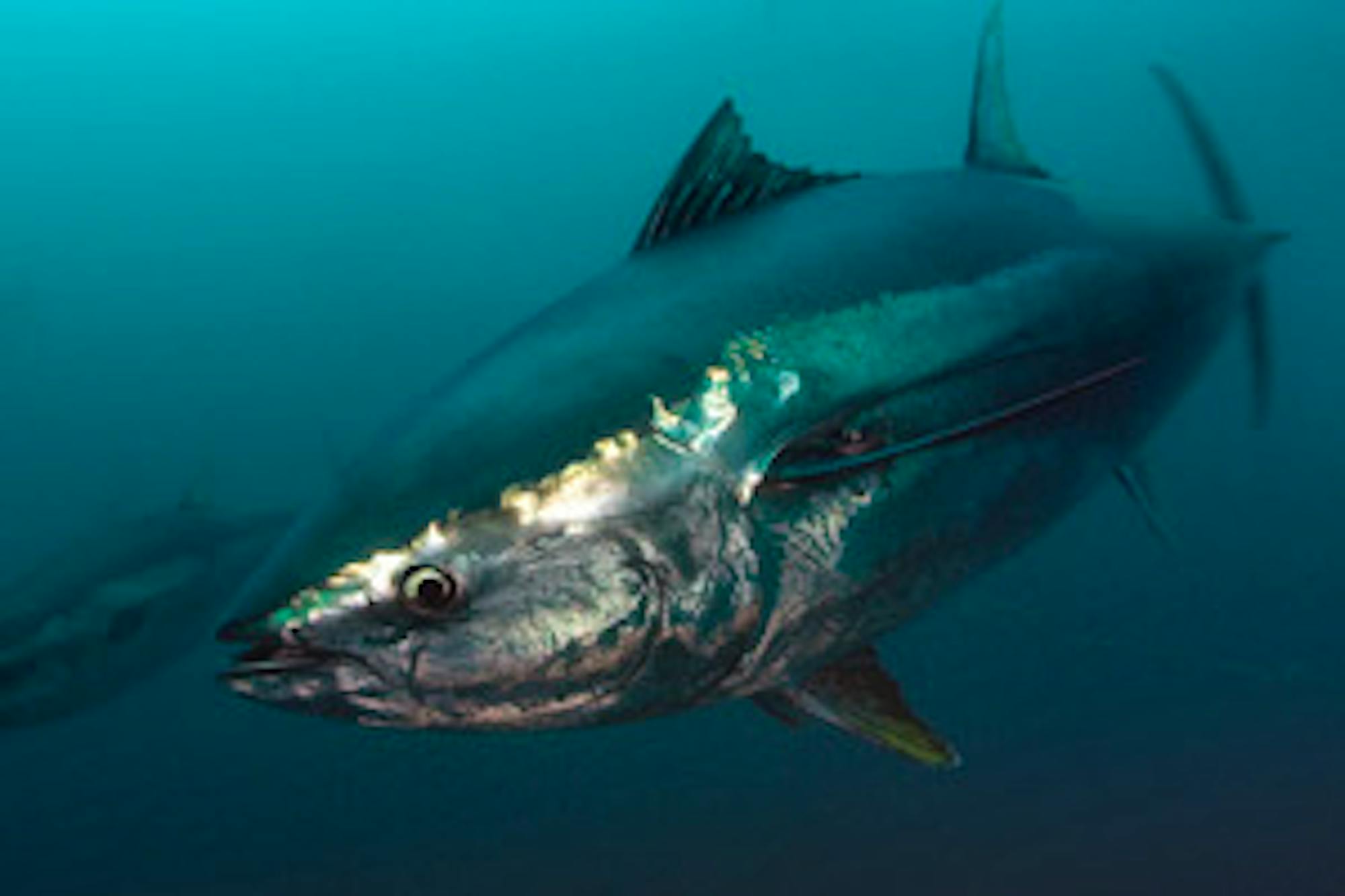 bluefin tuna