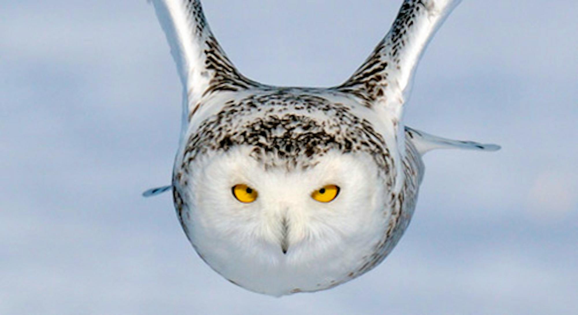 snowly owl