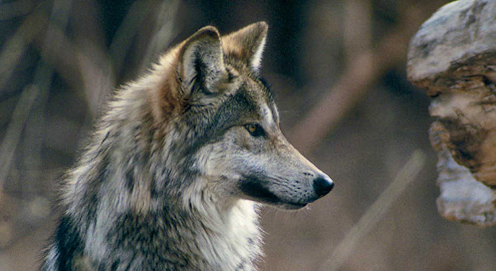 mexican gray wolf