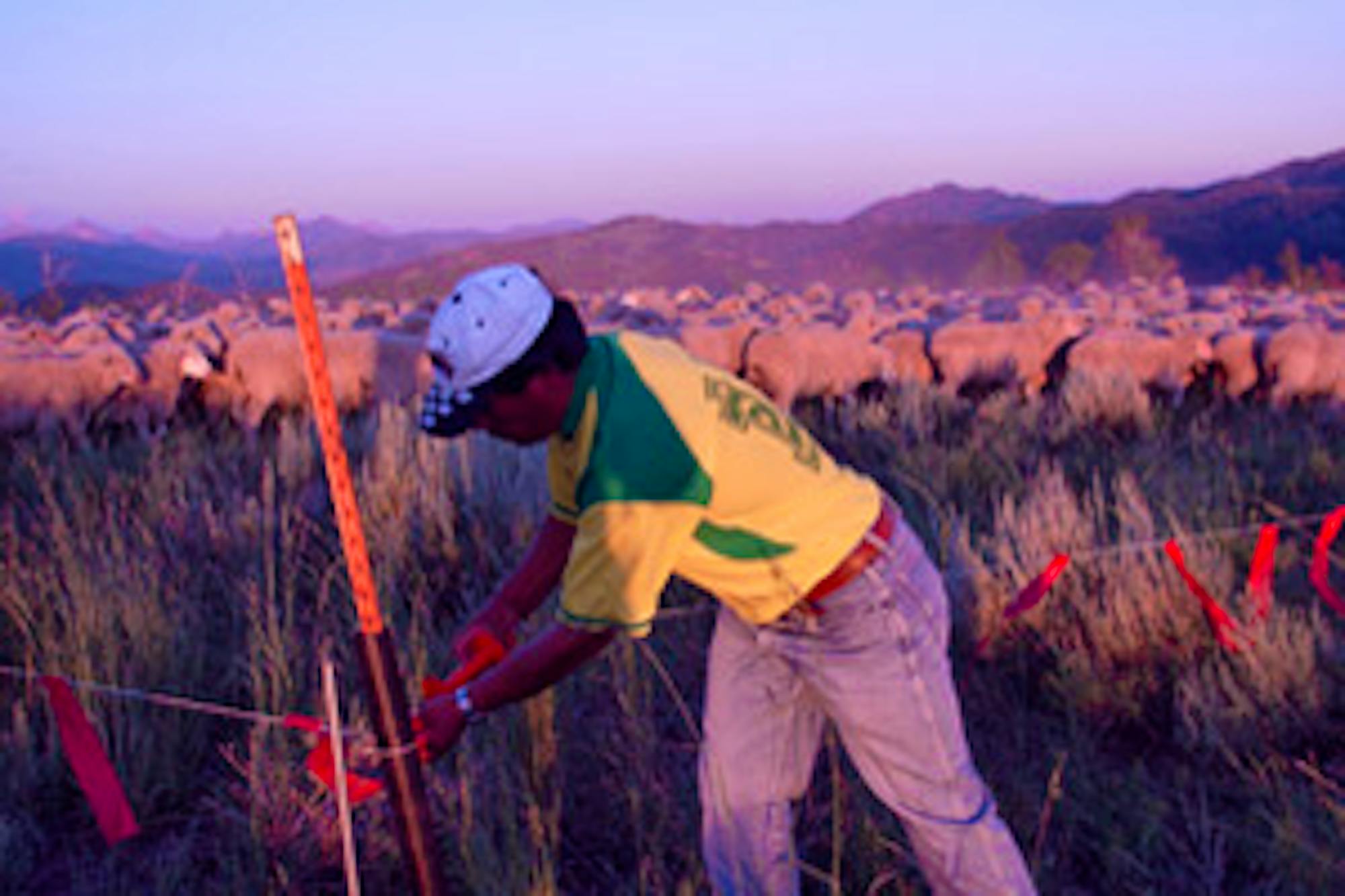 protecting sheep