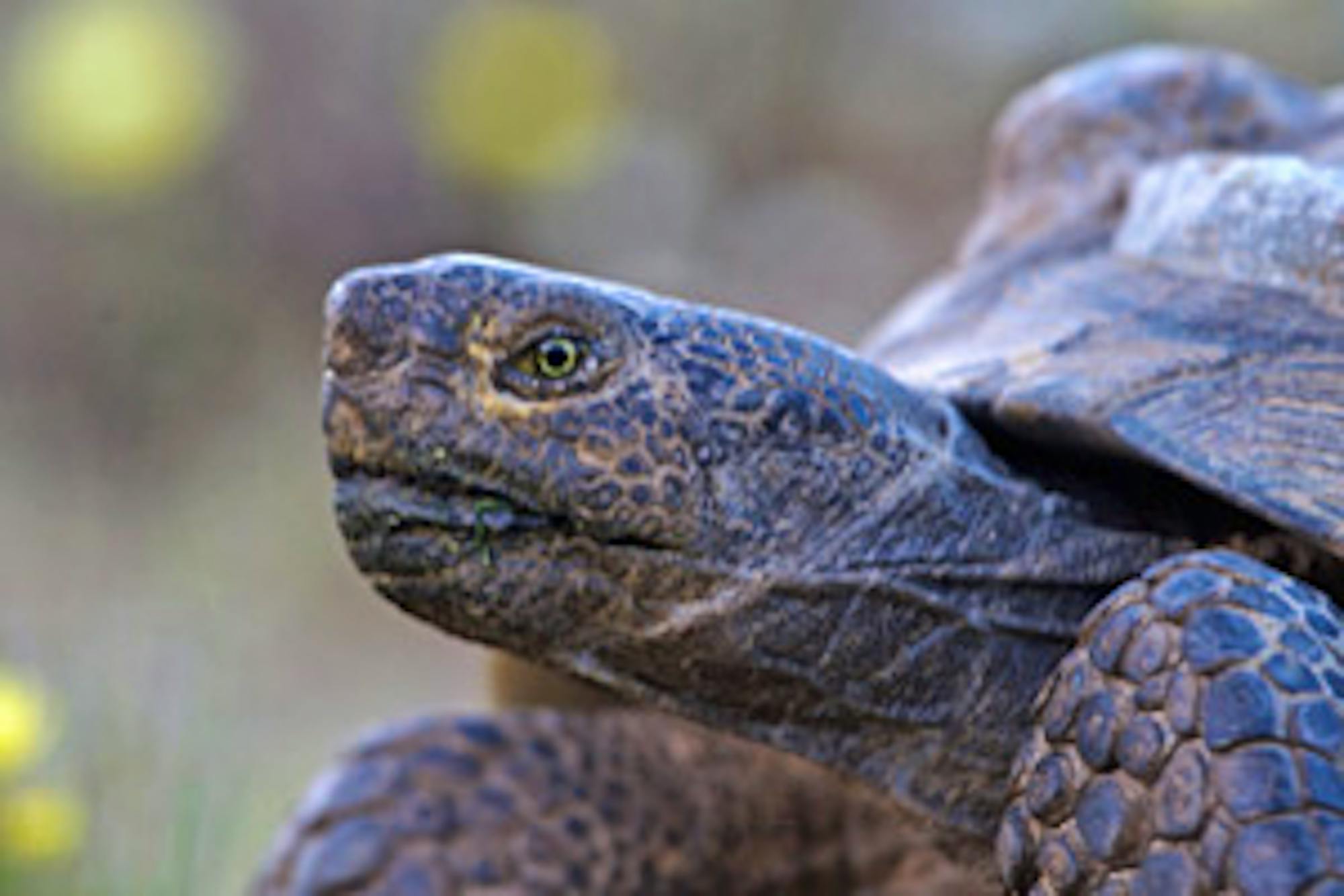 desert tortoise