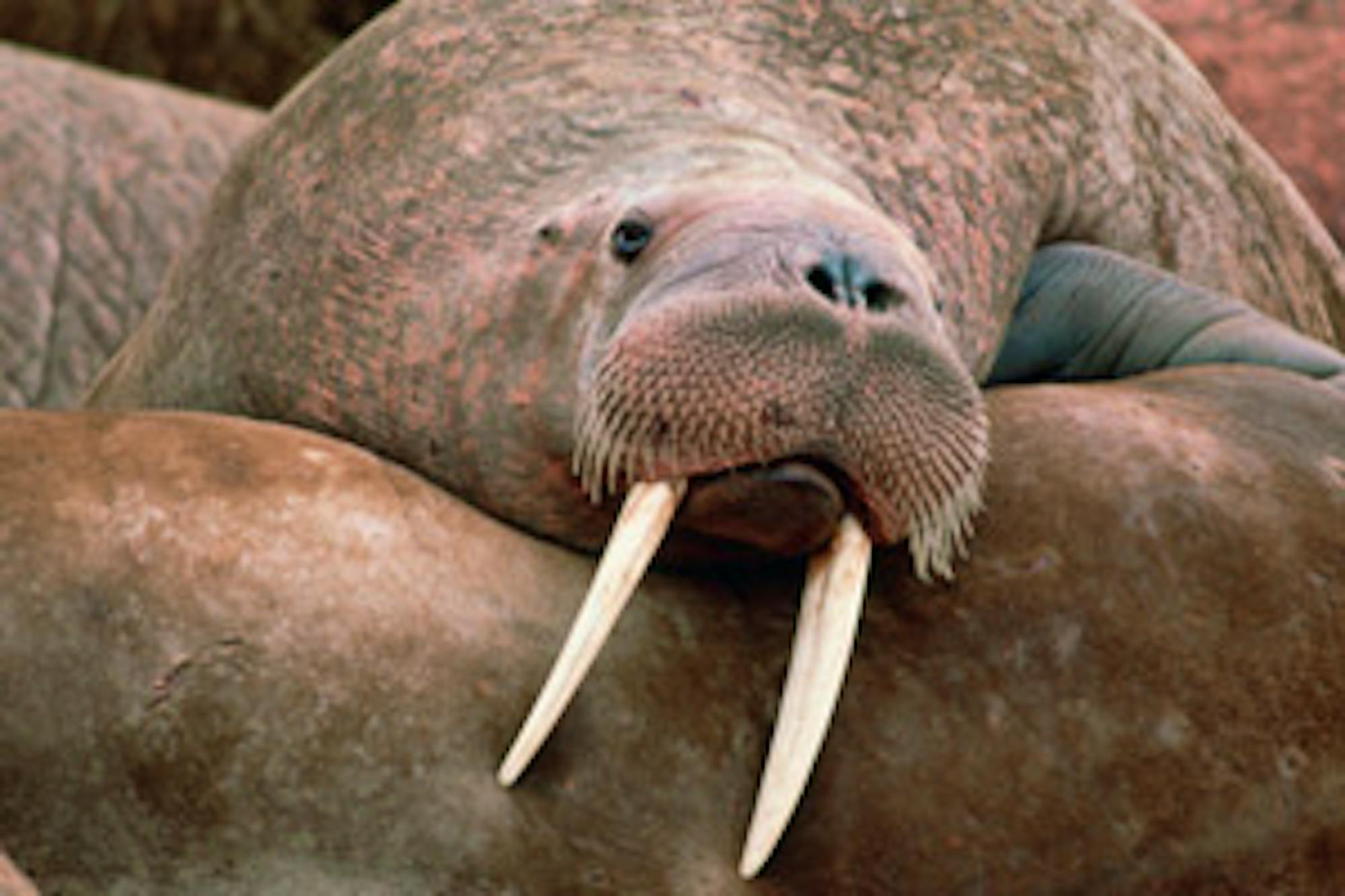 walrus