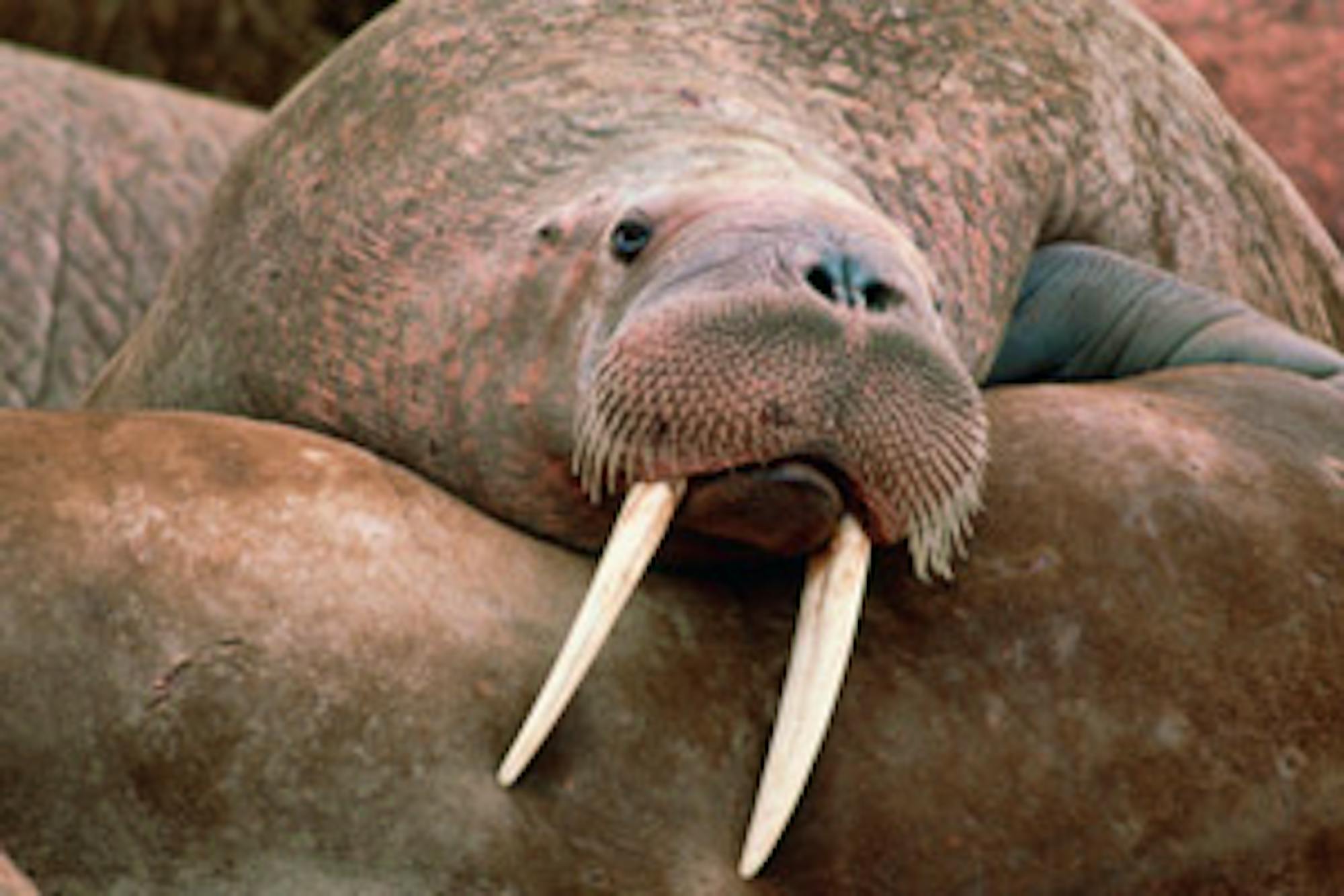 walrus