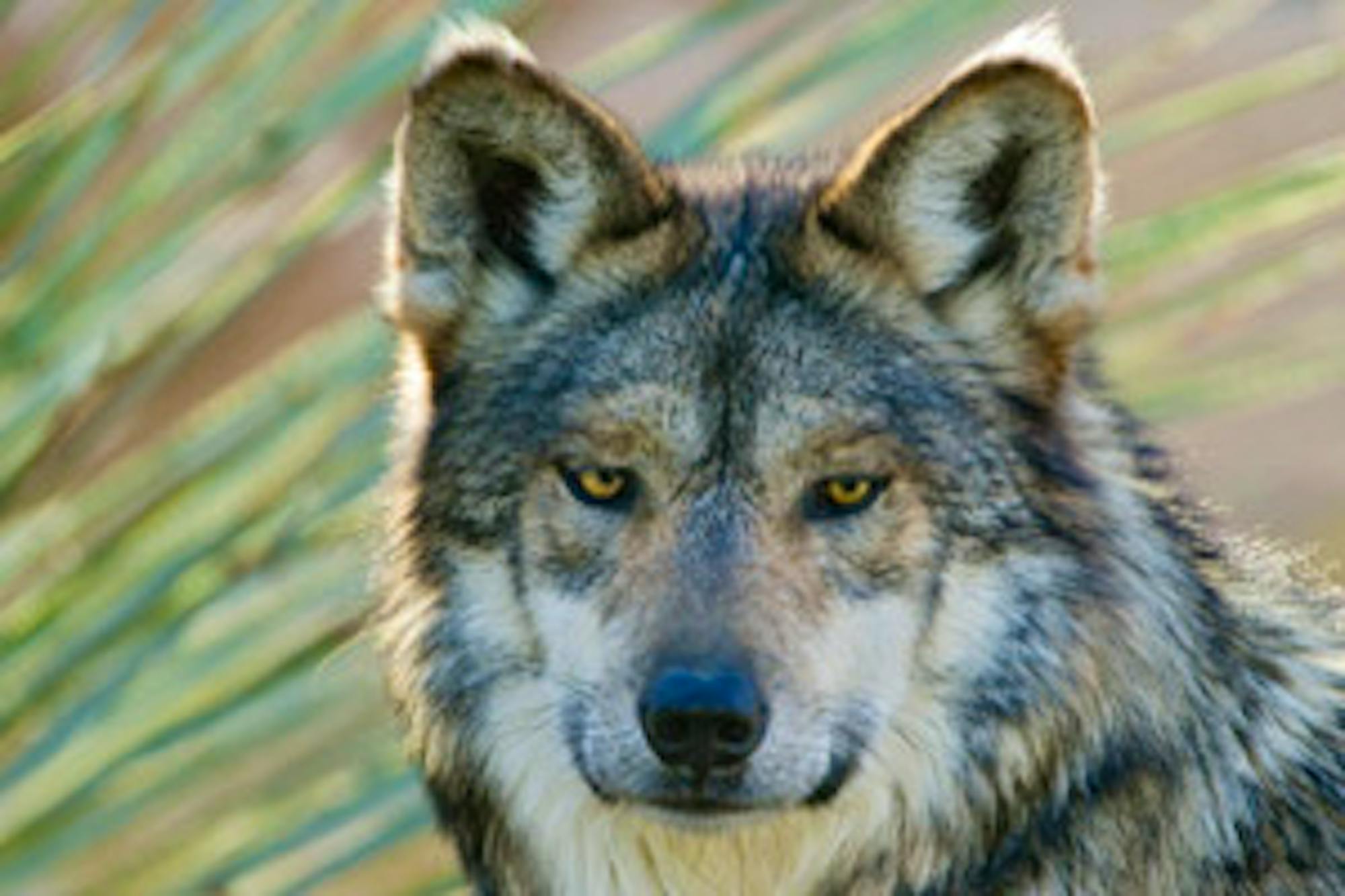 mexican gray wolf (captive)