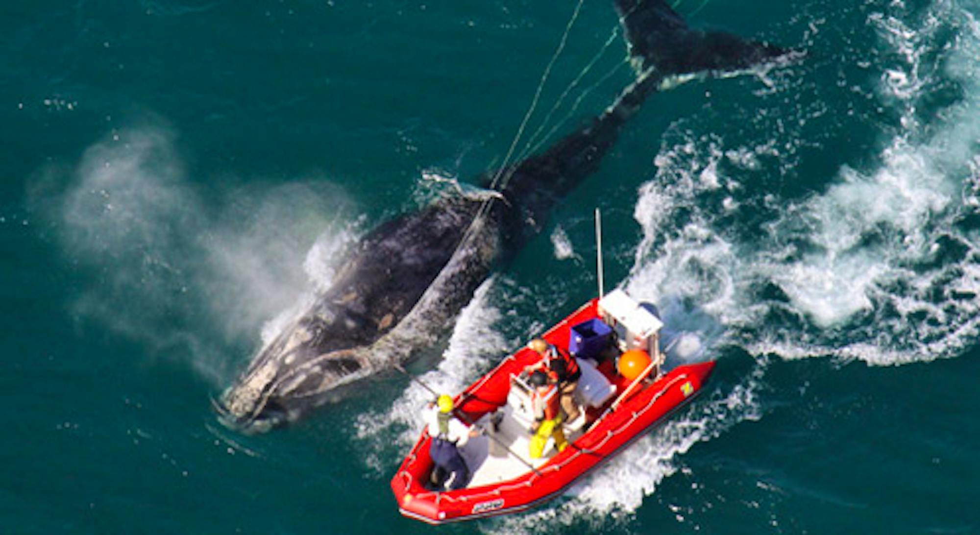 North Atlantic Right Whale