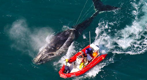 North Atlantic Right Whale