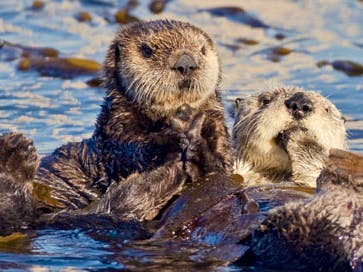 sea otters
