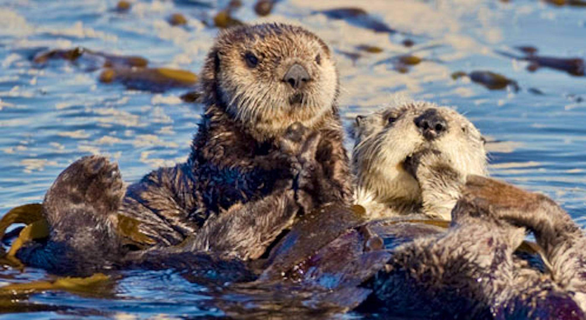 sea otters