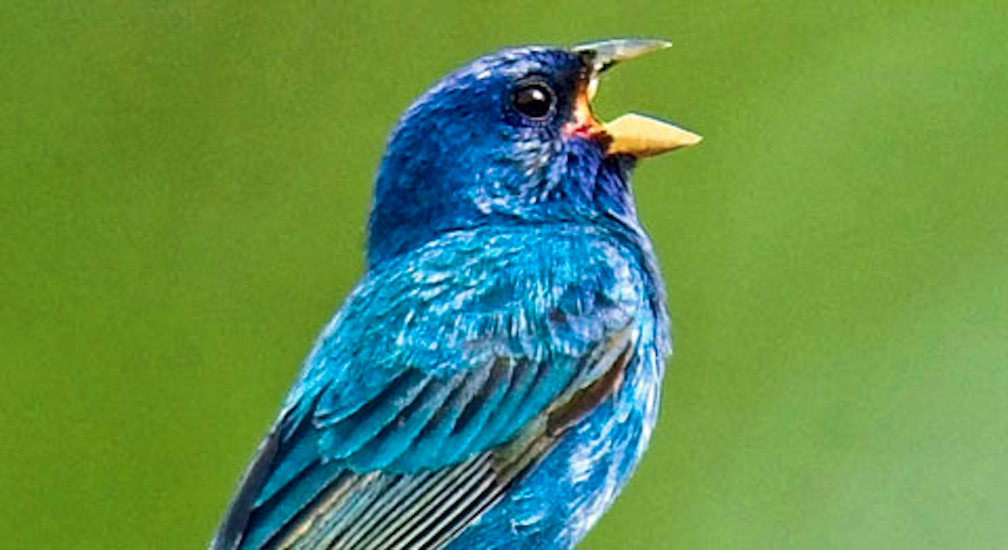 indigo bunting