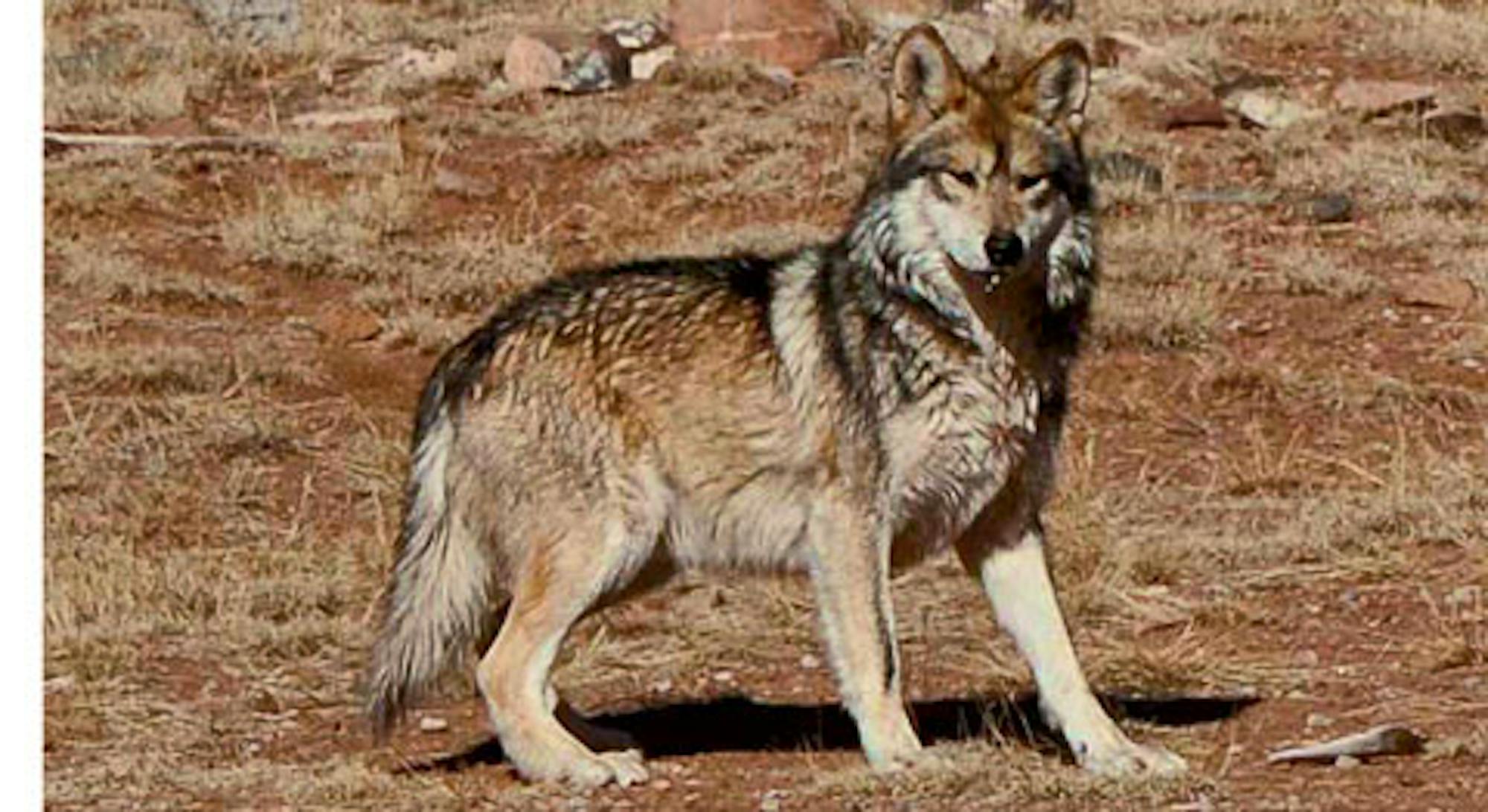 mexican gray wolf