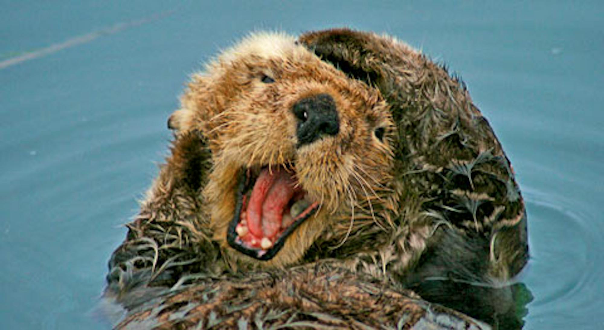 sea otter