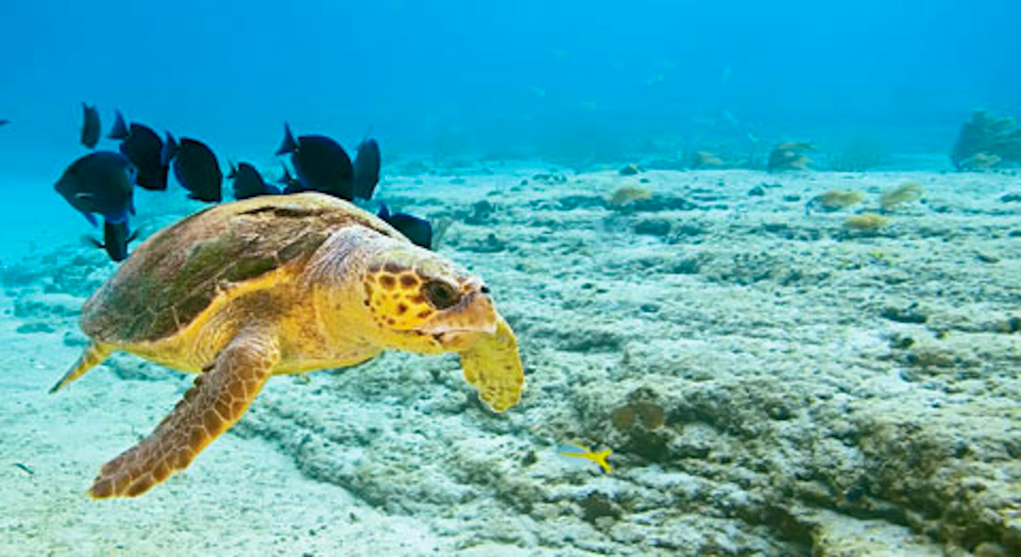 sea turtle