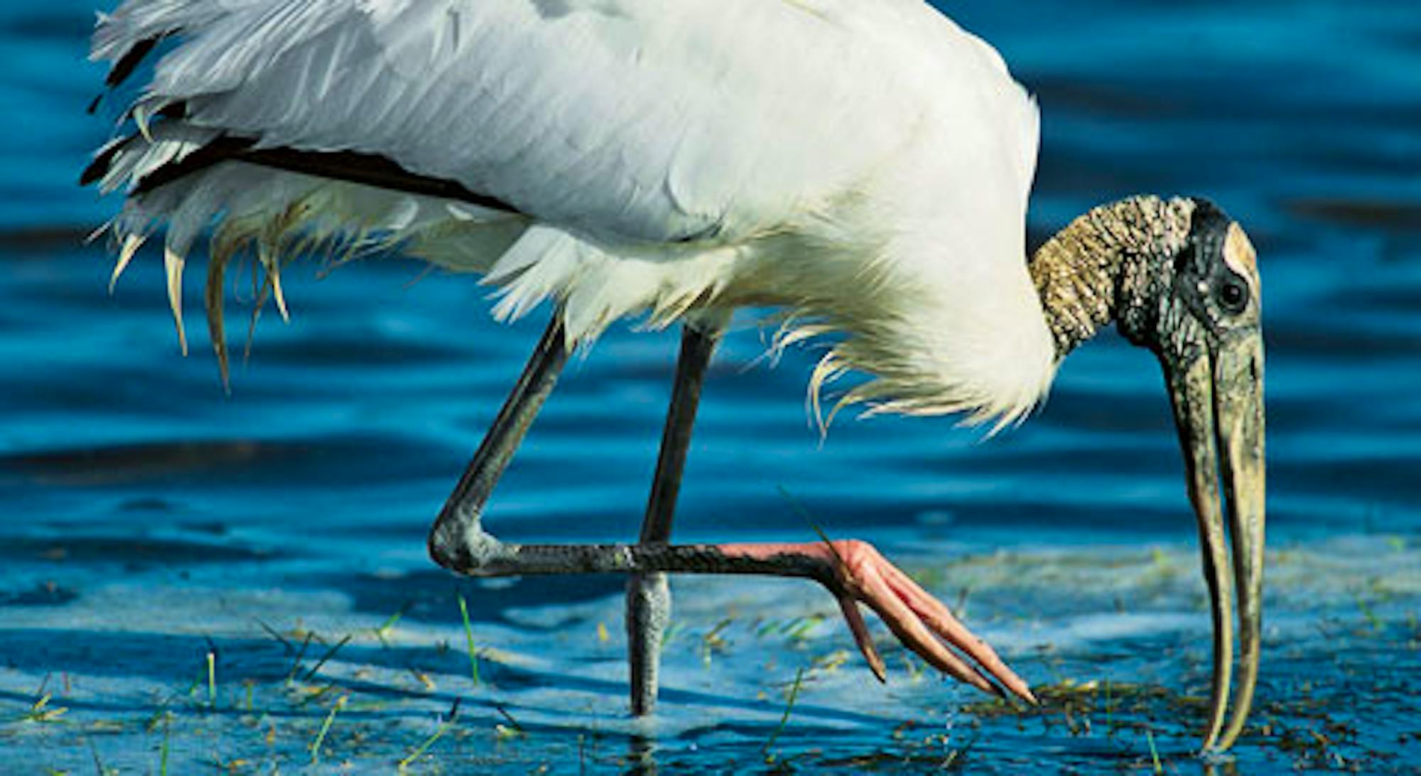 wood stork