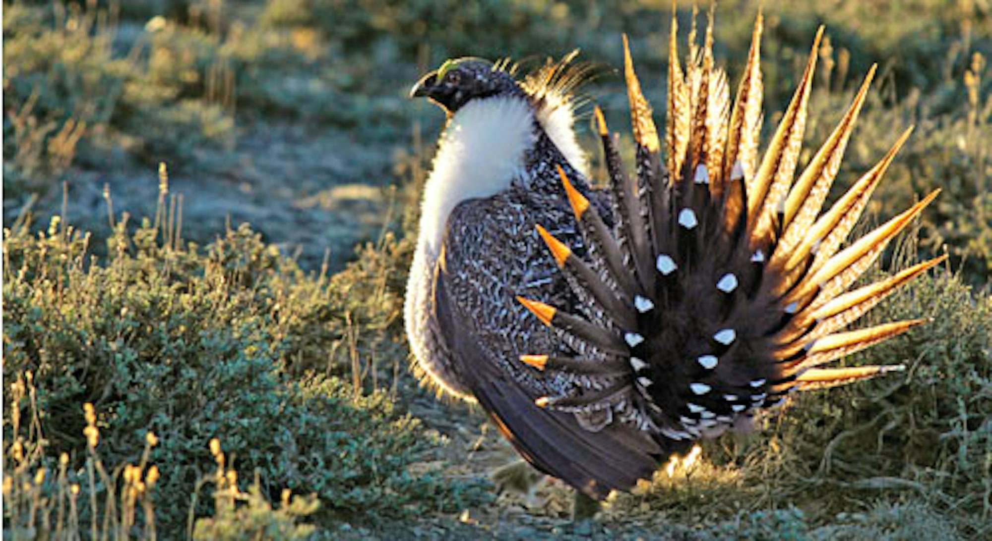 Sage-grouse