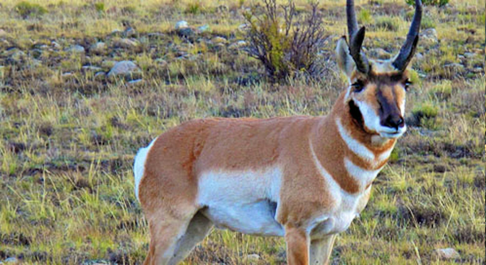 Sonoran Pronghorn