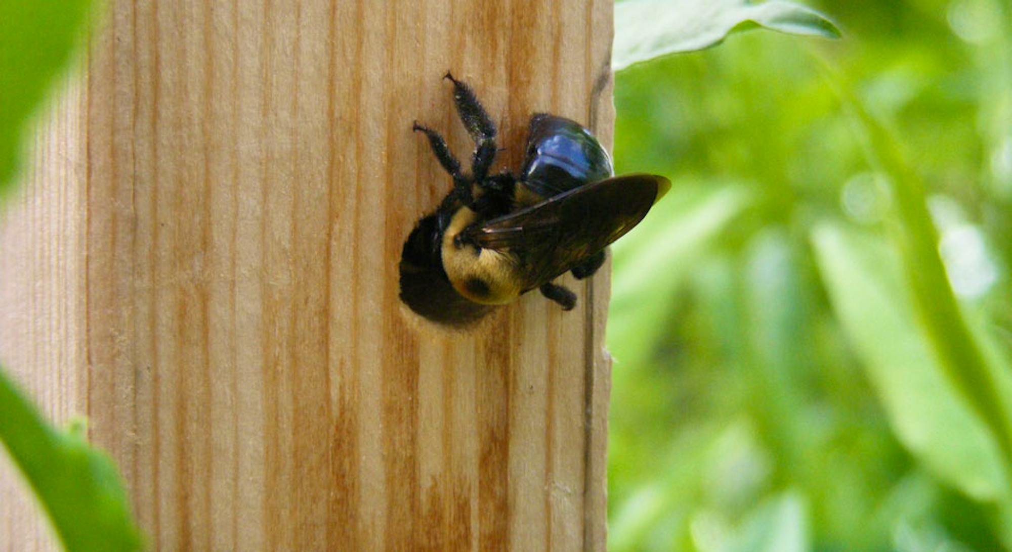 Carpenter Bee