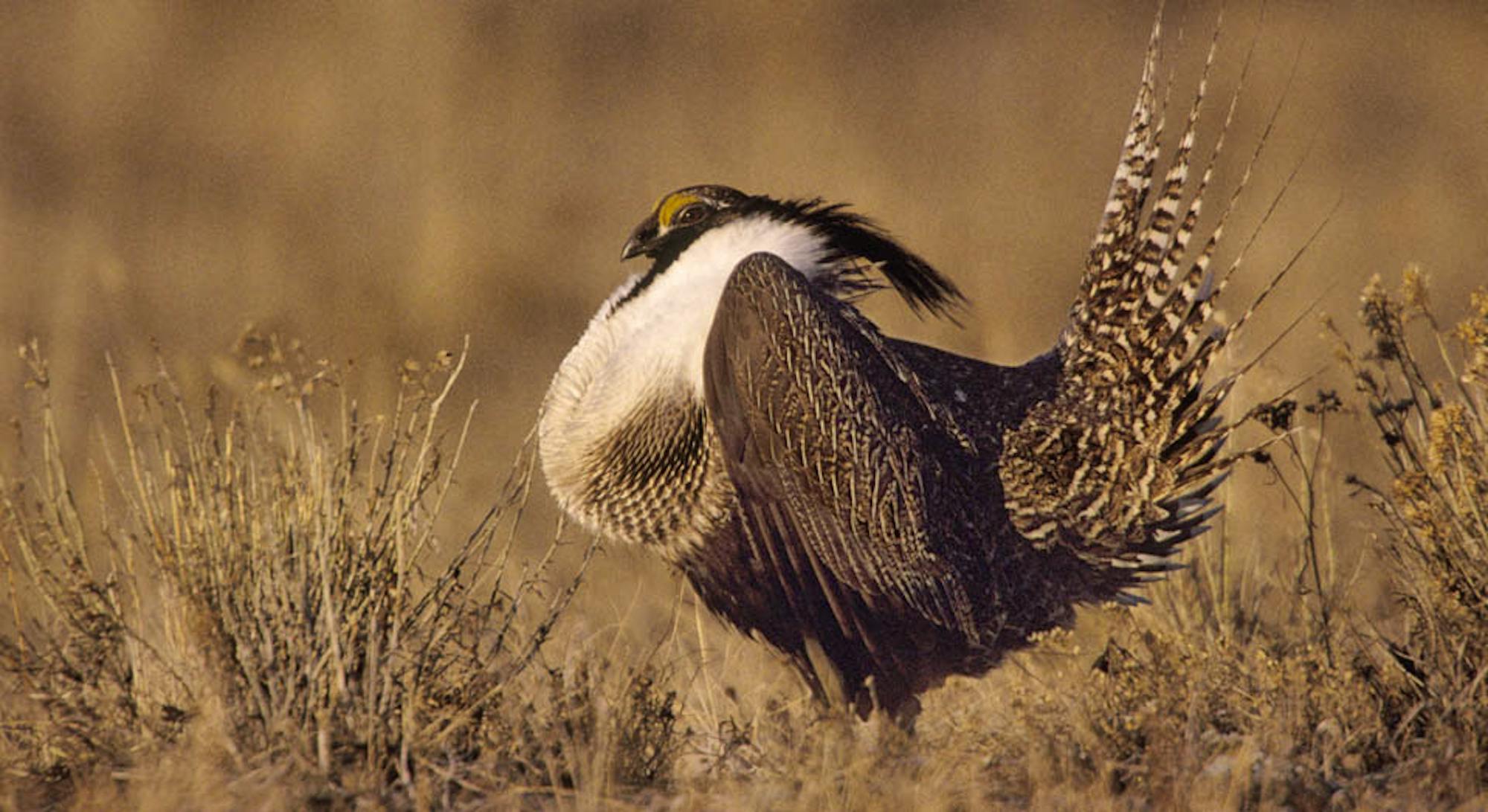 Gunnison sage-grouse