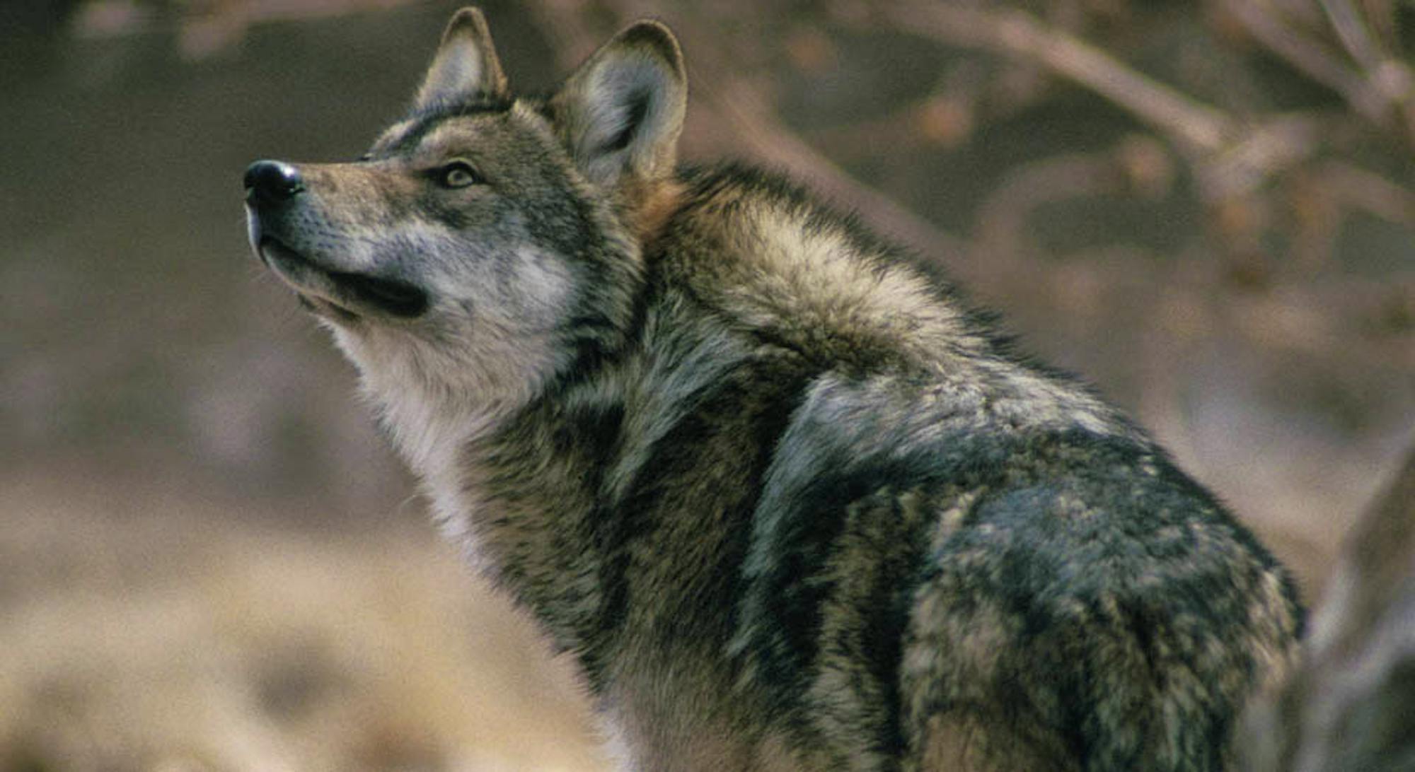 Mexican Gray Wolf