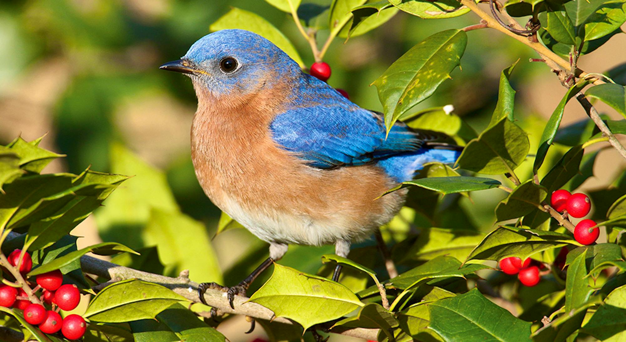 Eastern Bluebird