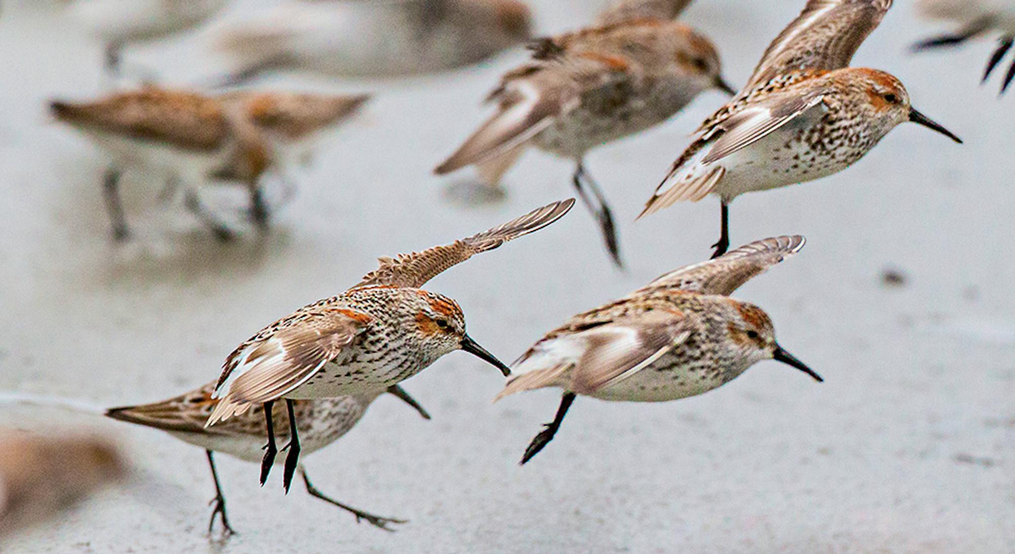 Western Sandpiper