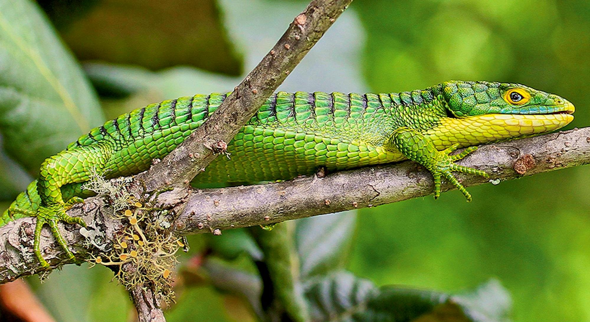 Arboreal Alligator Lizard 