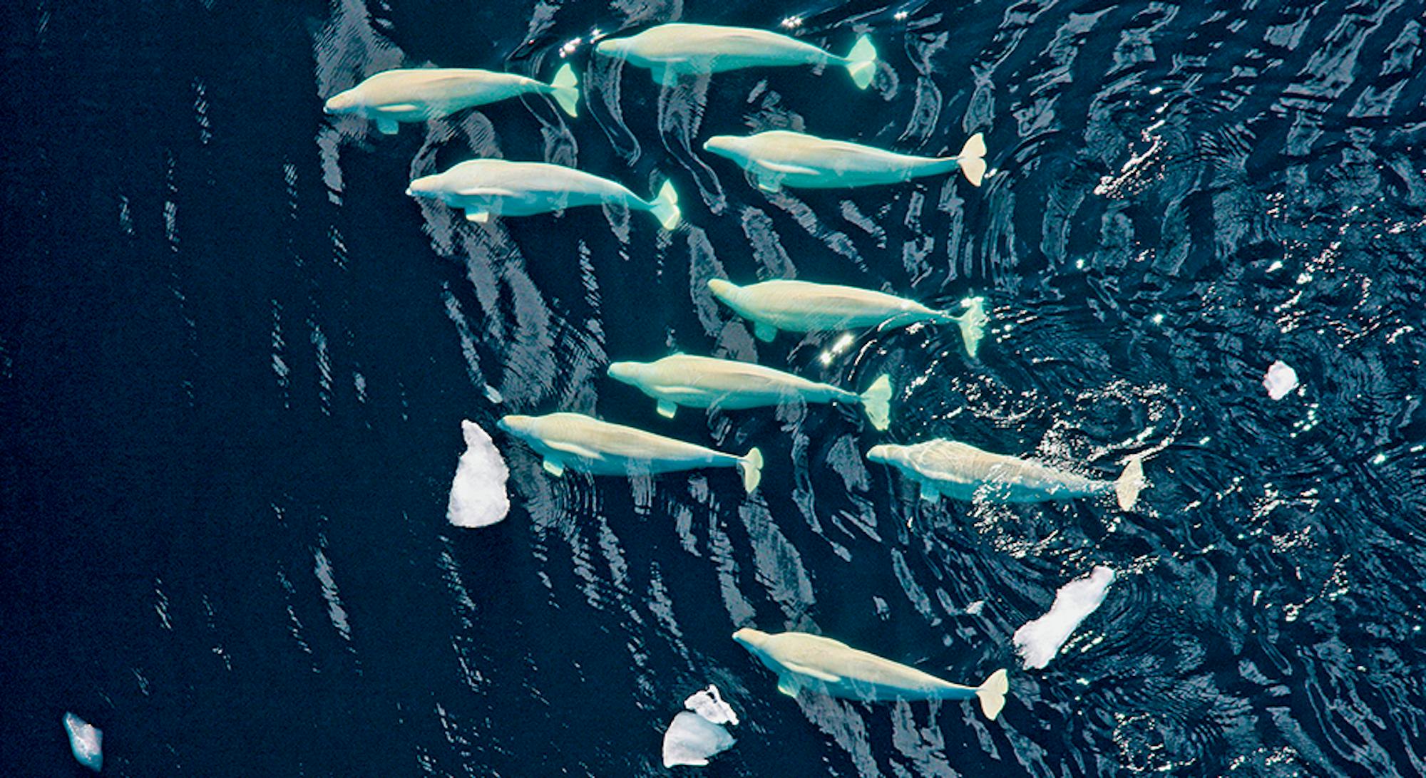 Beluga Whales