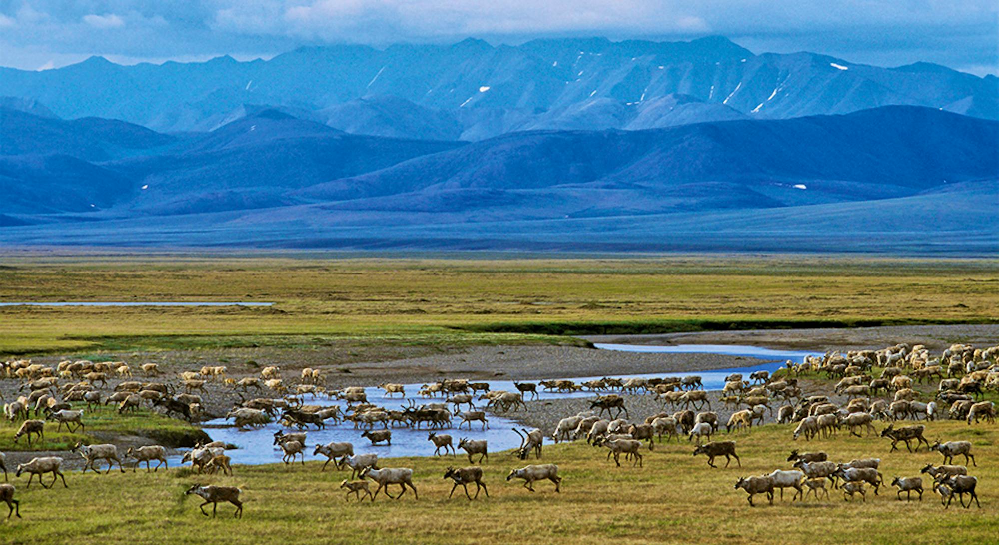 Caribou migration Arctic refuge