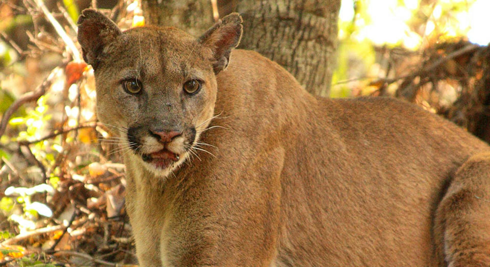 Mountain lion