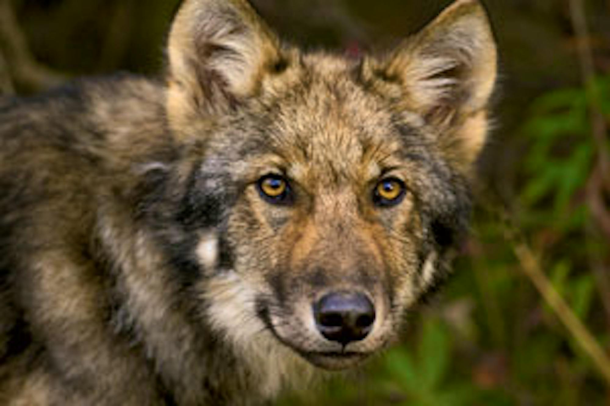 alaska wolf