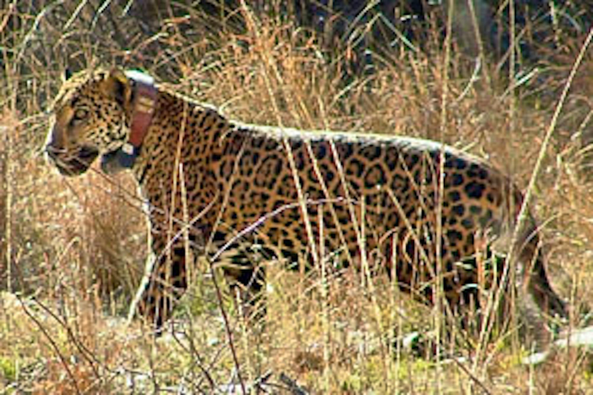 jaguar