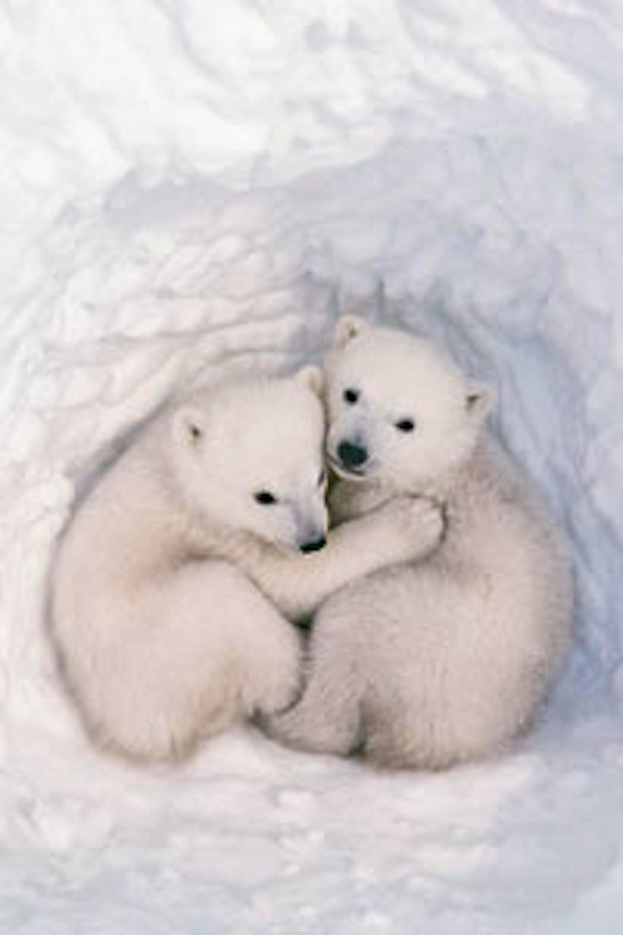 polar bears