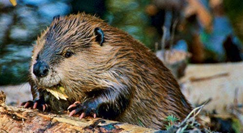 beaver