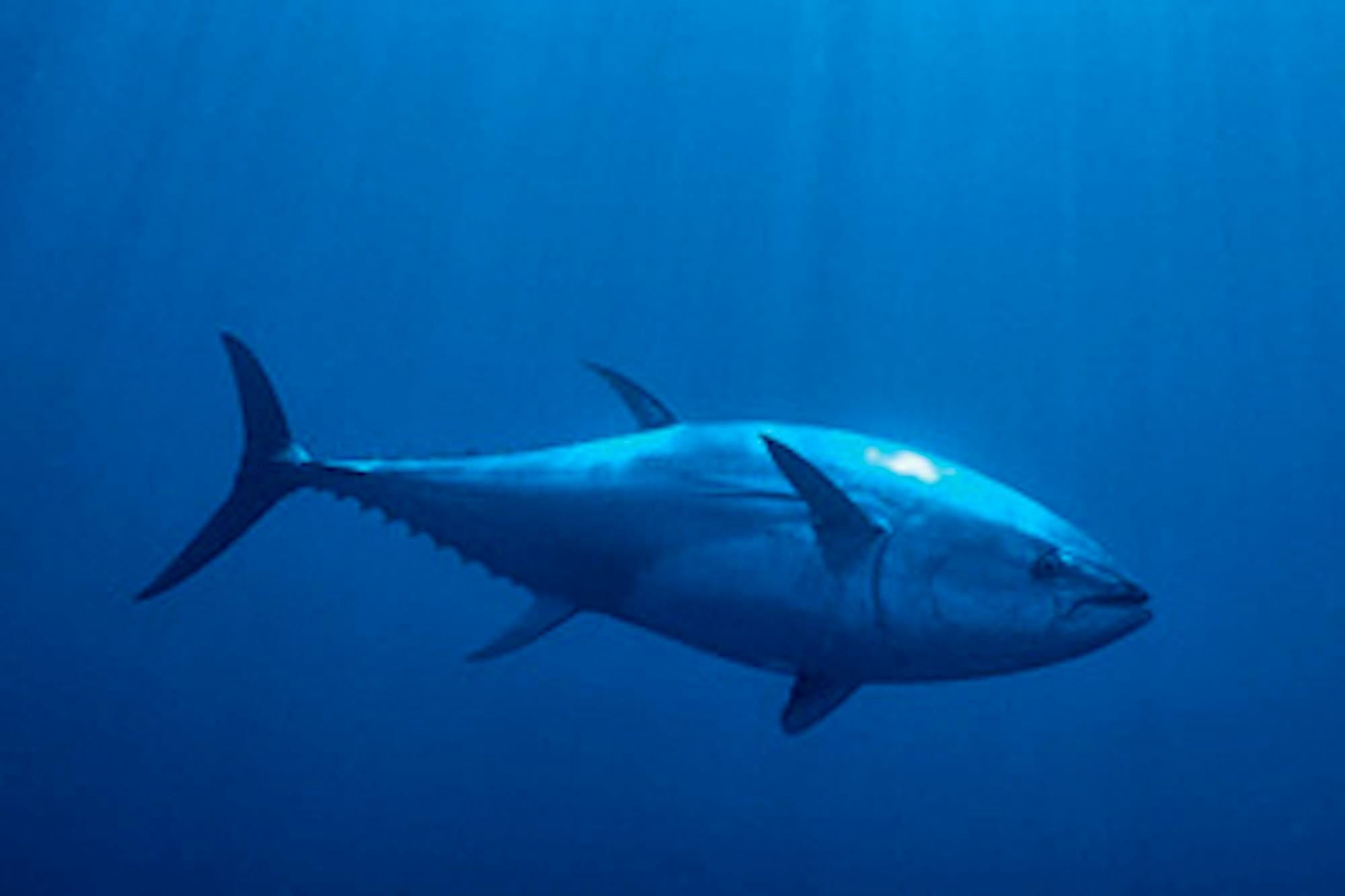 bluefin tuna