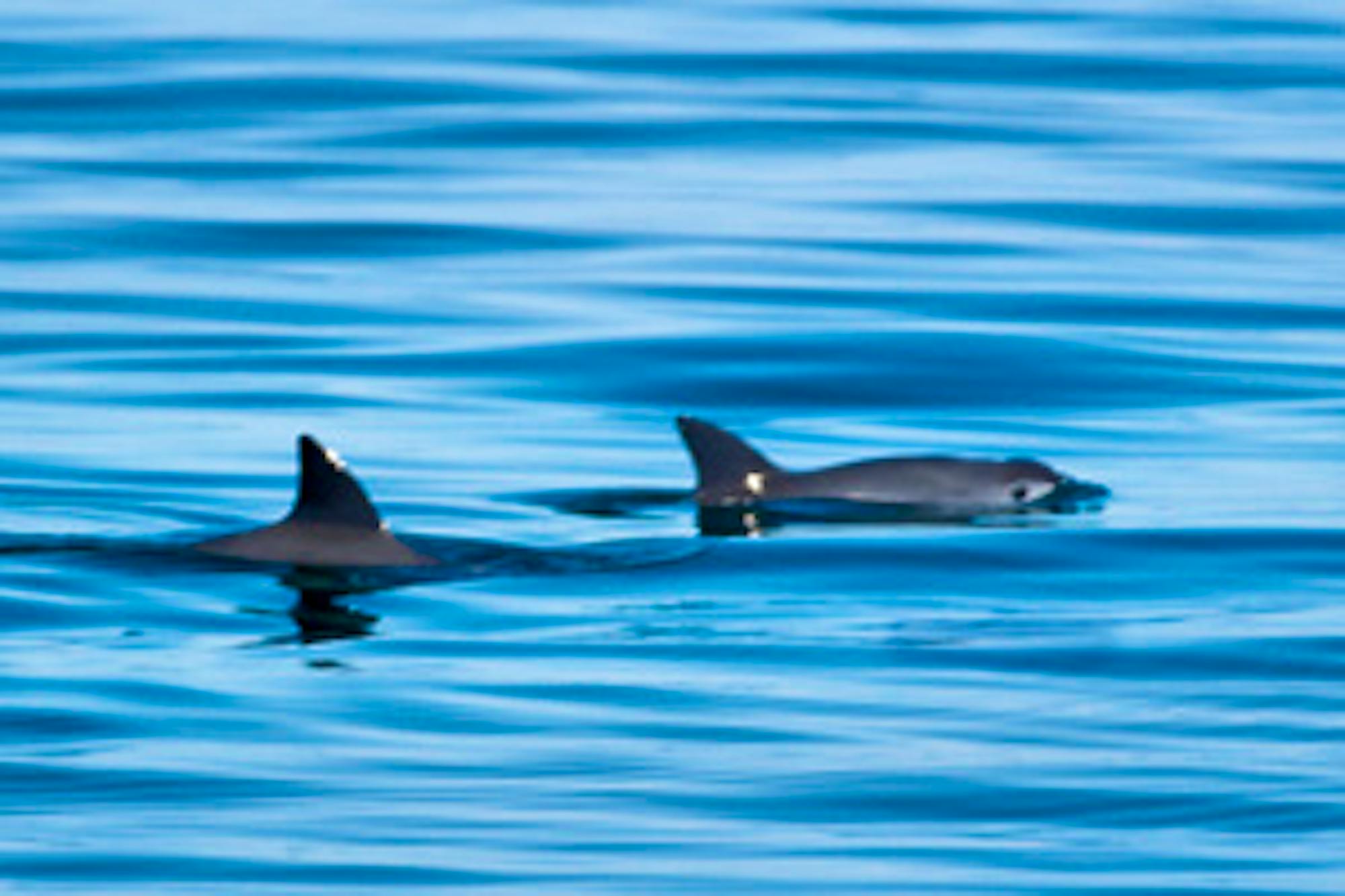 vaquita