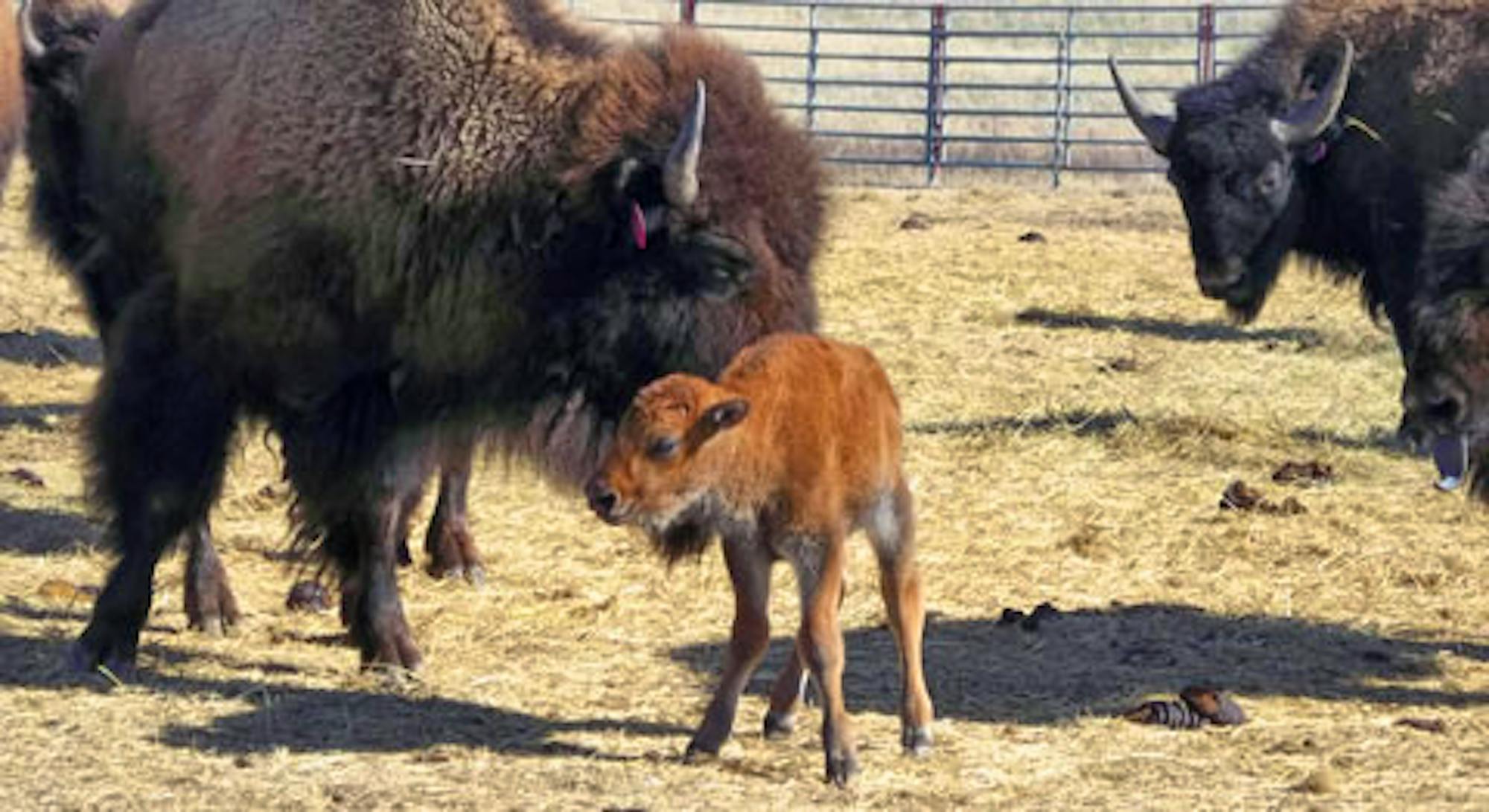 bison and calf