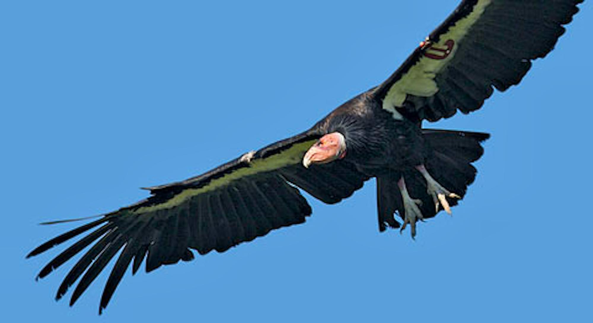 california condor