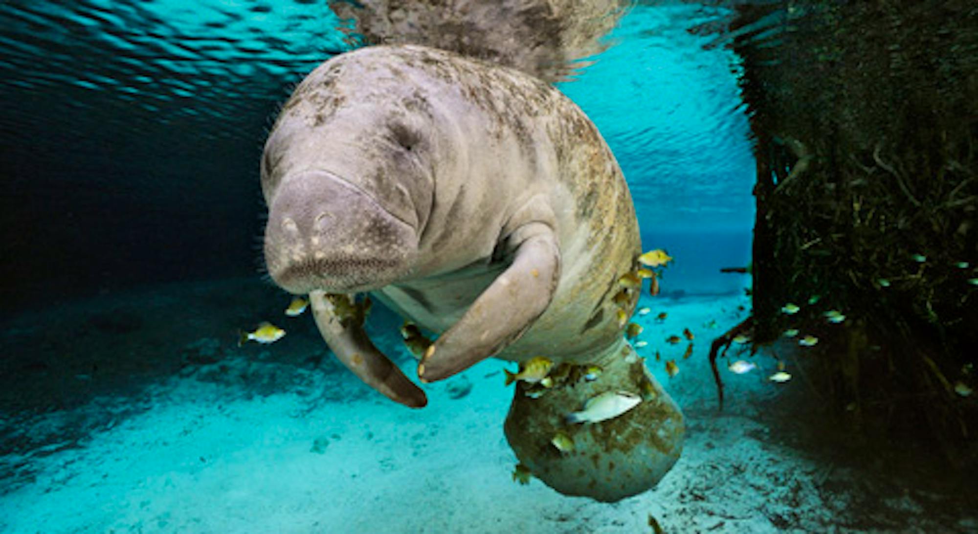 Florida manatee