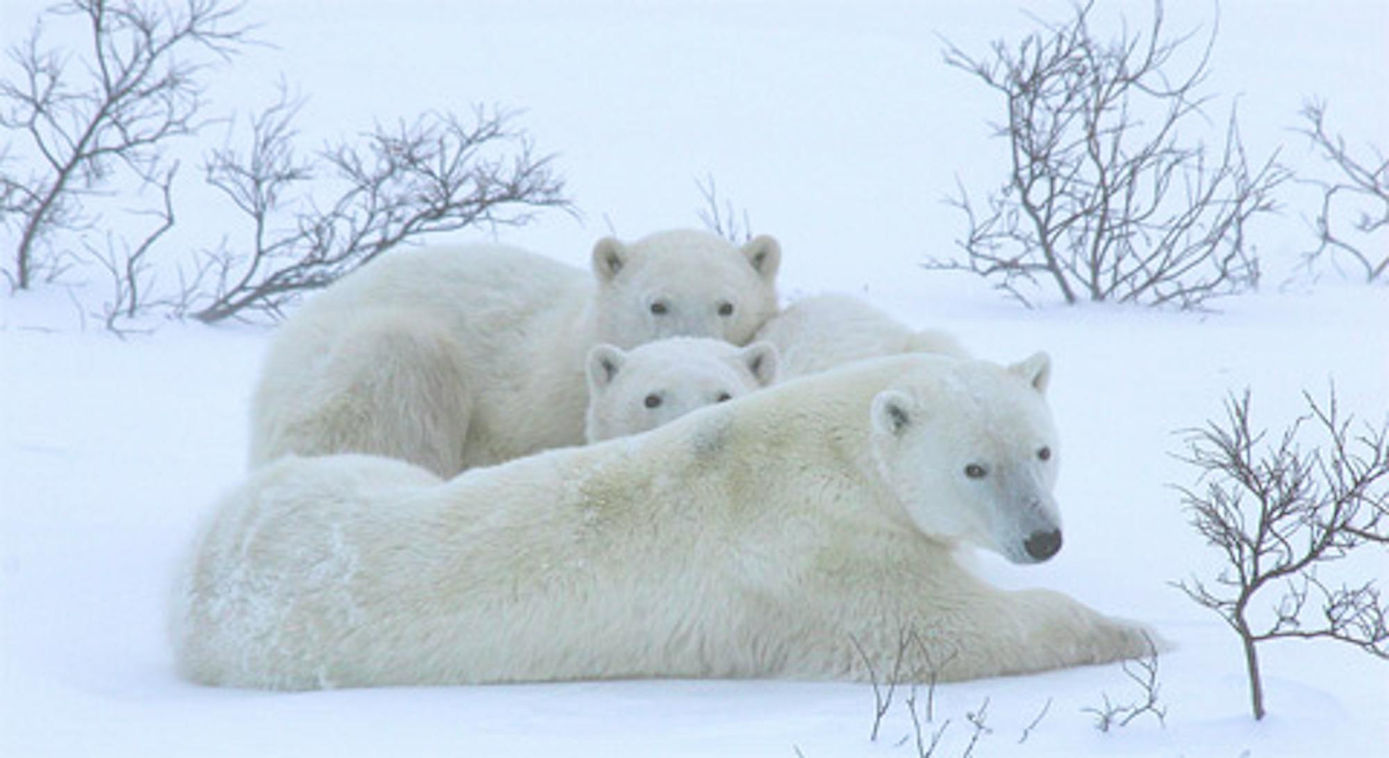 polar bears