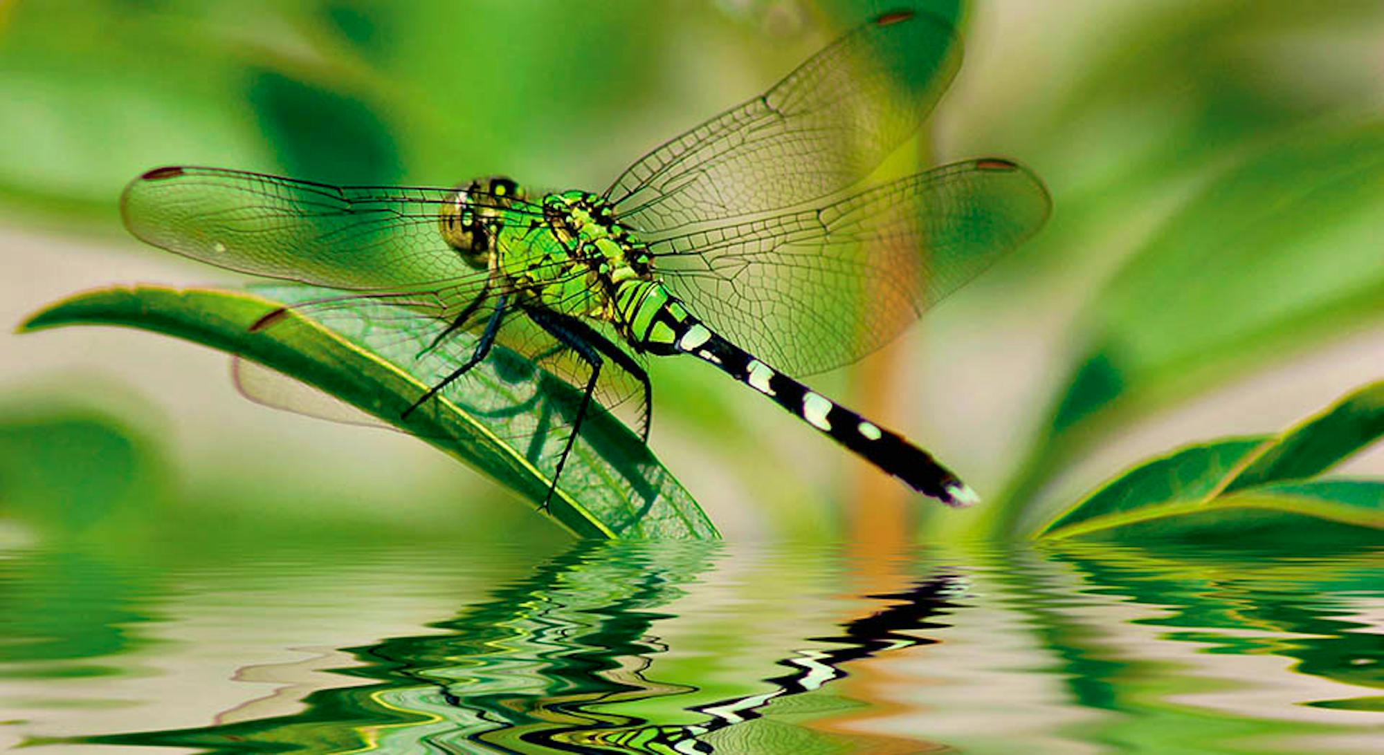 Dragonfly