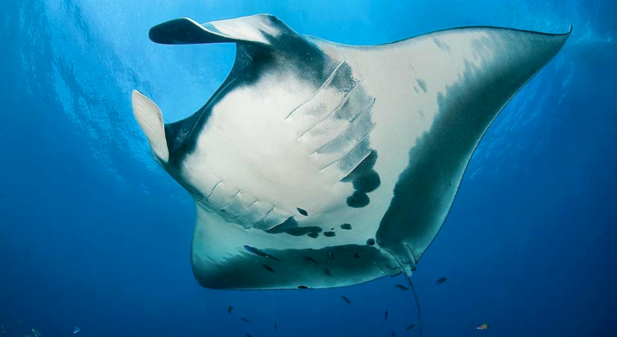 Manta Ray