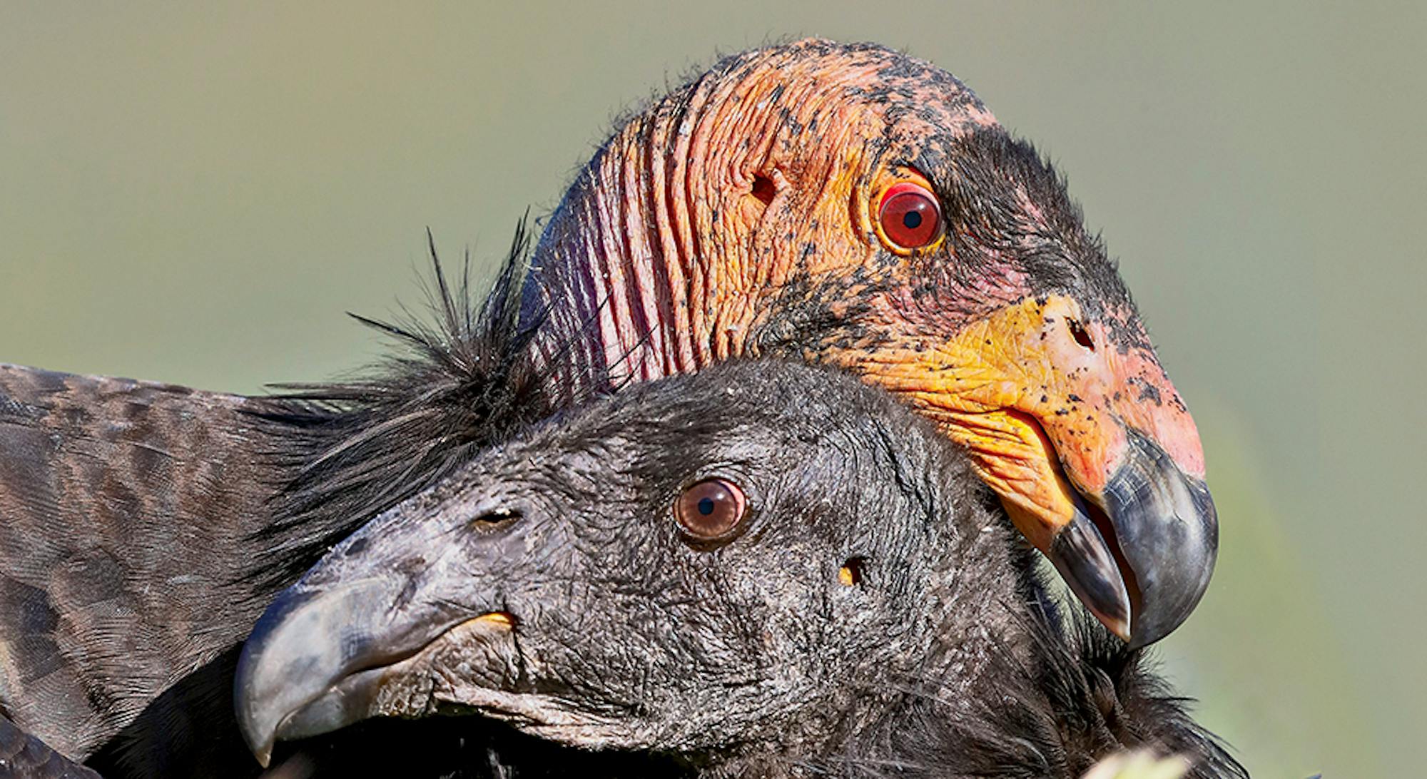 California Condors