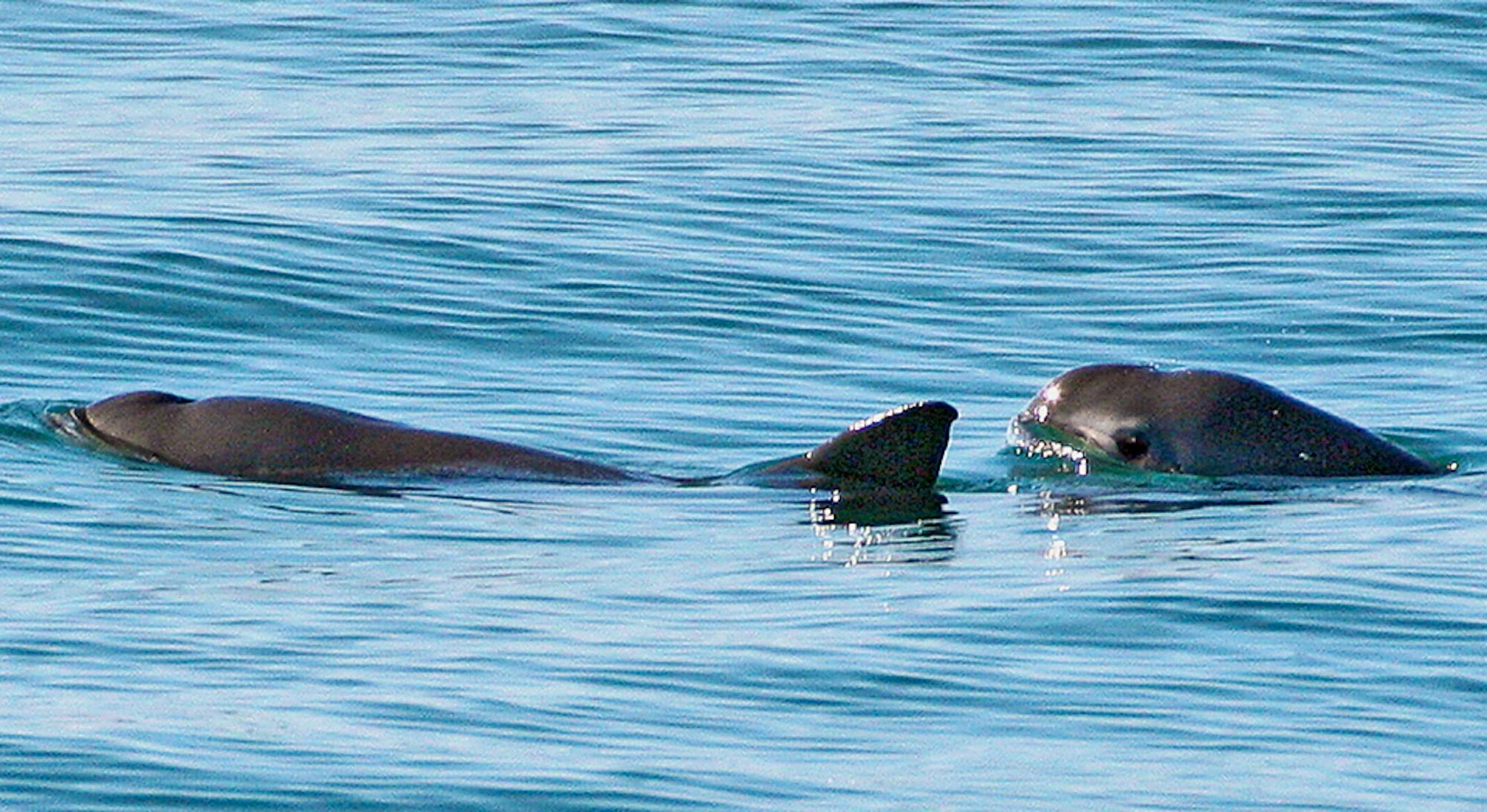 Vaquitas