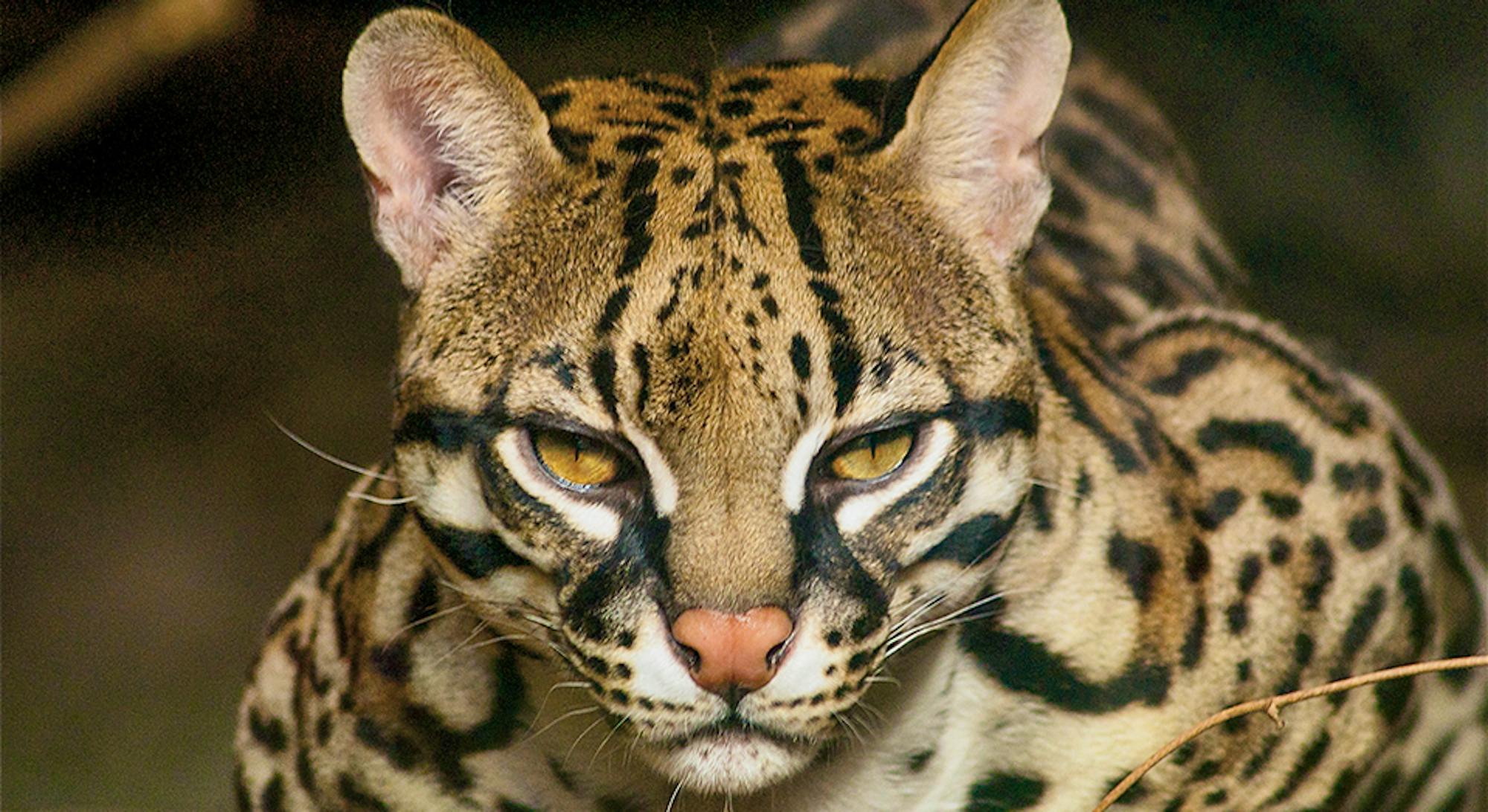 ocelot