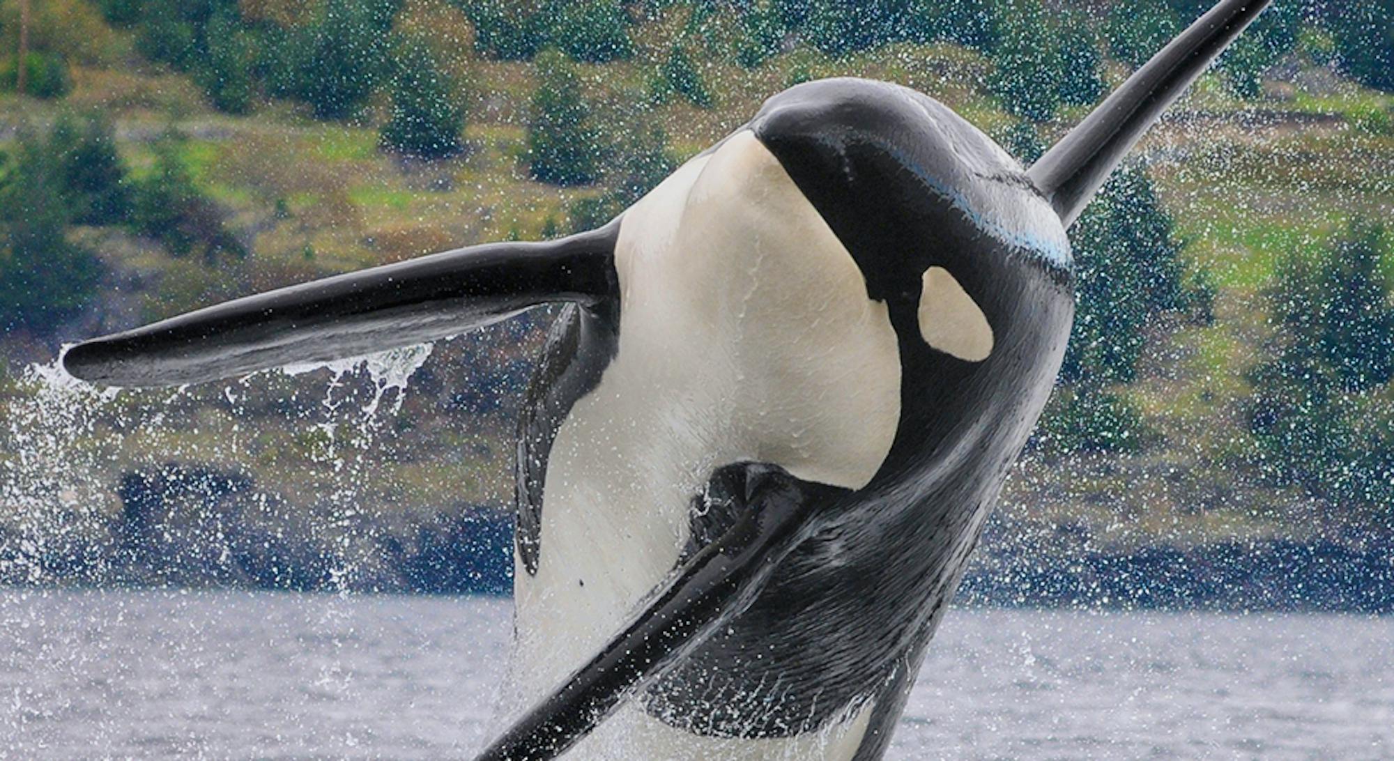 orca